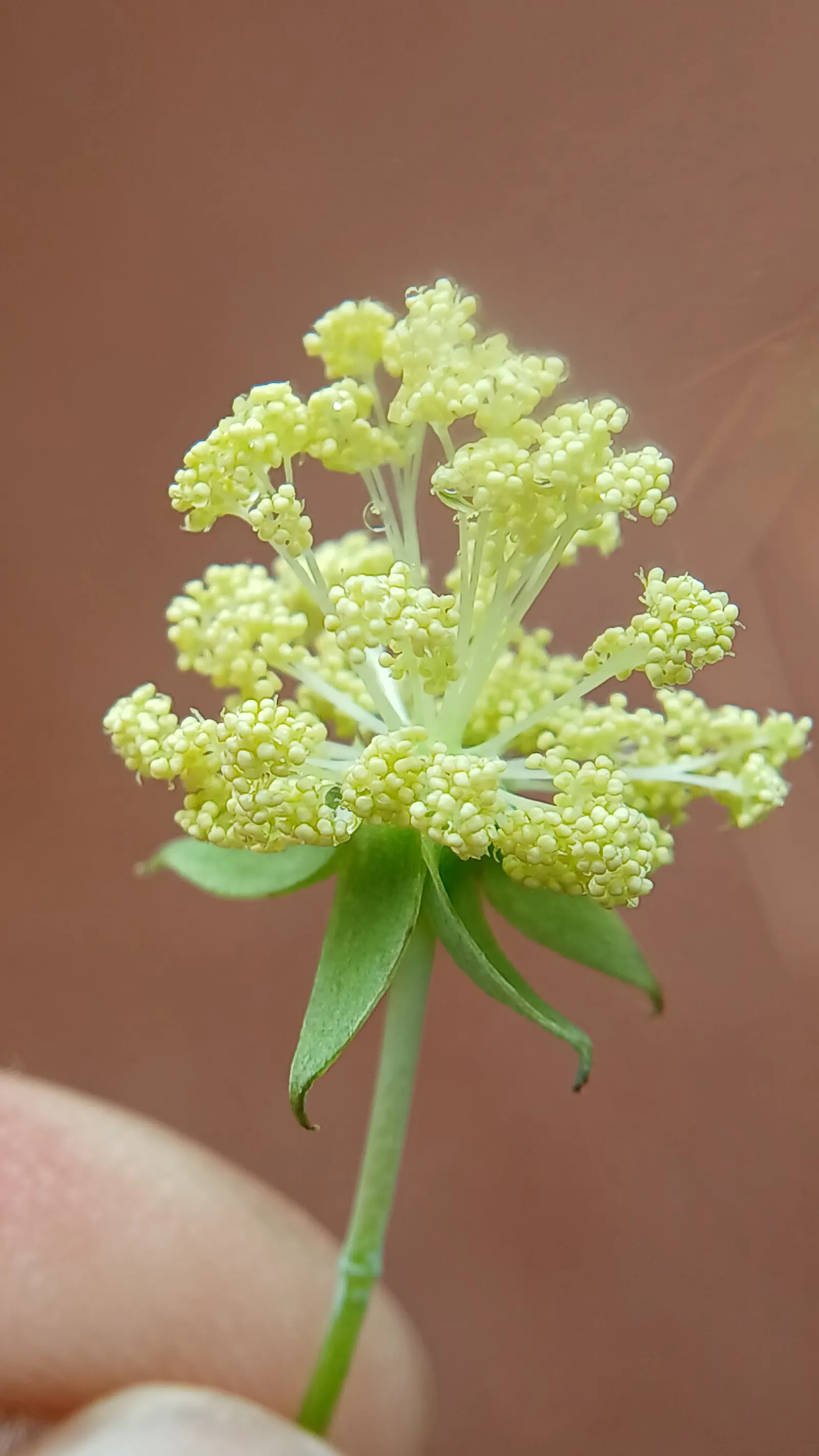 Castor Bean, Palma Christi (Ricinus Communis) — annual / shrub for full or half