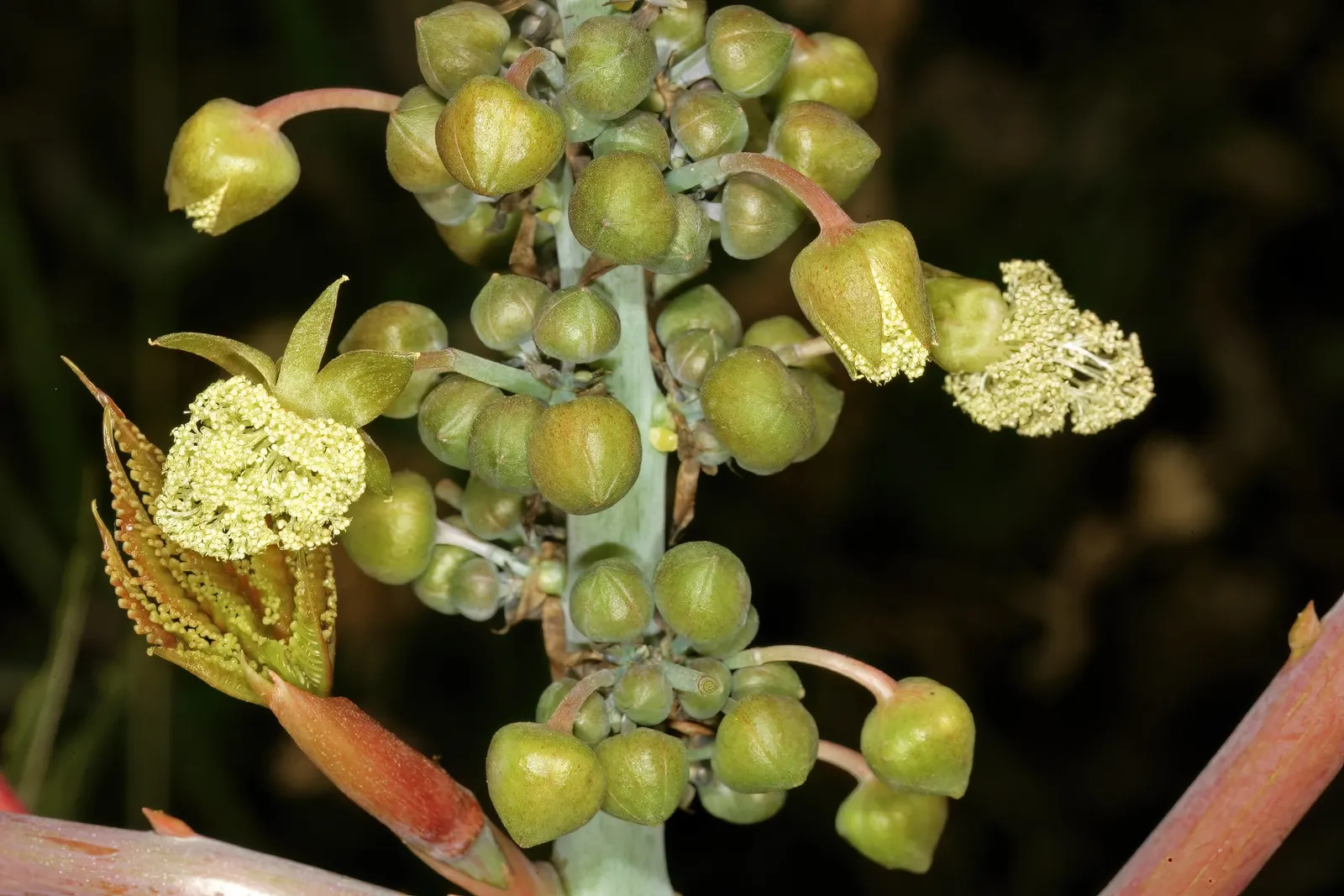Castor Bean, Palma Christi (Ricinus Communis) — Hardy in zones 9-11, grown as an annual in cooler climates; while the seeds are noteworthy for, image 78