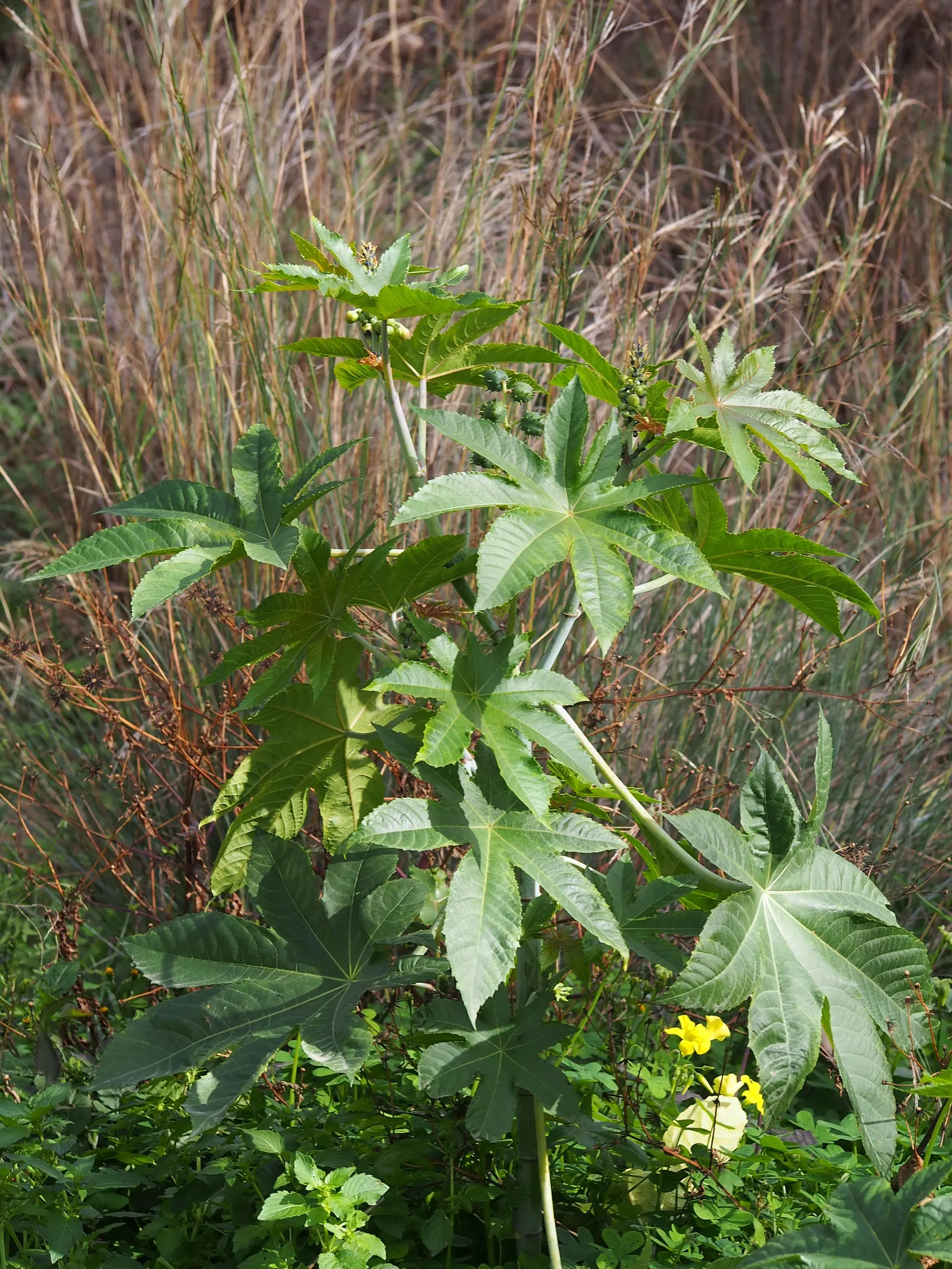 Castor Bean, Palma Christi (Ricinus Communis) — they are also the source of castor oil; the leaves are arranged in a star-like pattern adding to, image 88