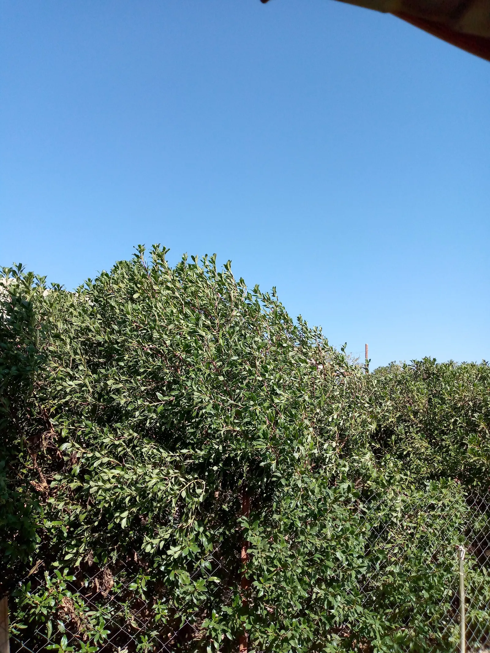 Castor Bean, Palma Christi (Ricinus Communis) — Prefers full sun and well-drained soil; fast-growing specimen that can add a bold architectural, image 125