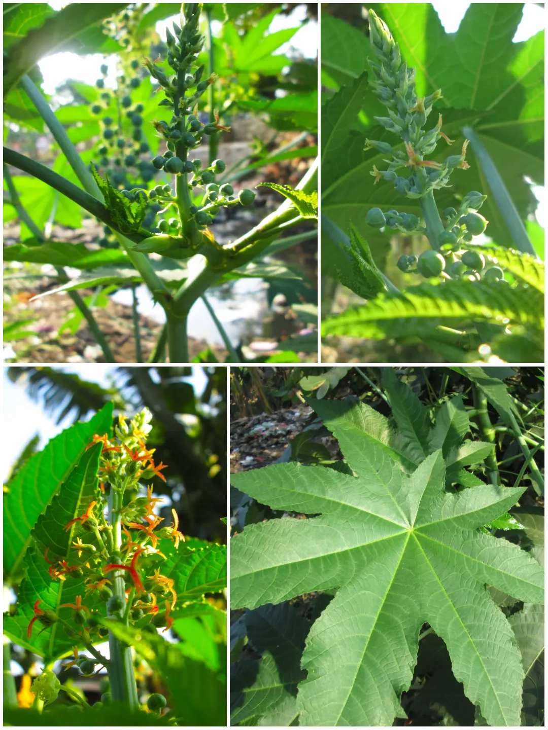 Castor Bean, Palma Christi (Ricinus Communis) — Caution: all plant parts contain toxic ricin, especially the seeds; the Castor Bean 'Ricinus, image 76
