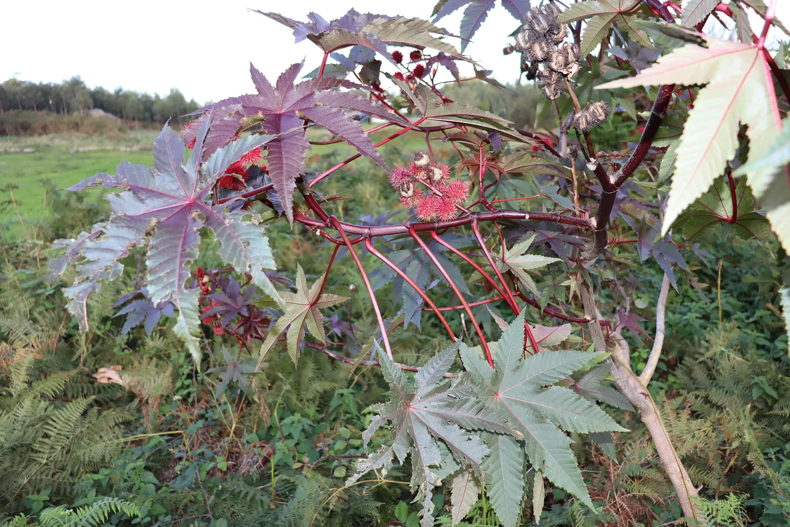 Castor Bean, Palma Christi (Ricinus Communis) — from deep green to purplish-red; this perennial is often grown as an annual in temperate climates due to its