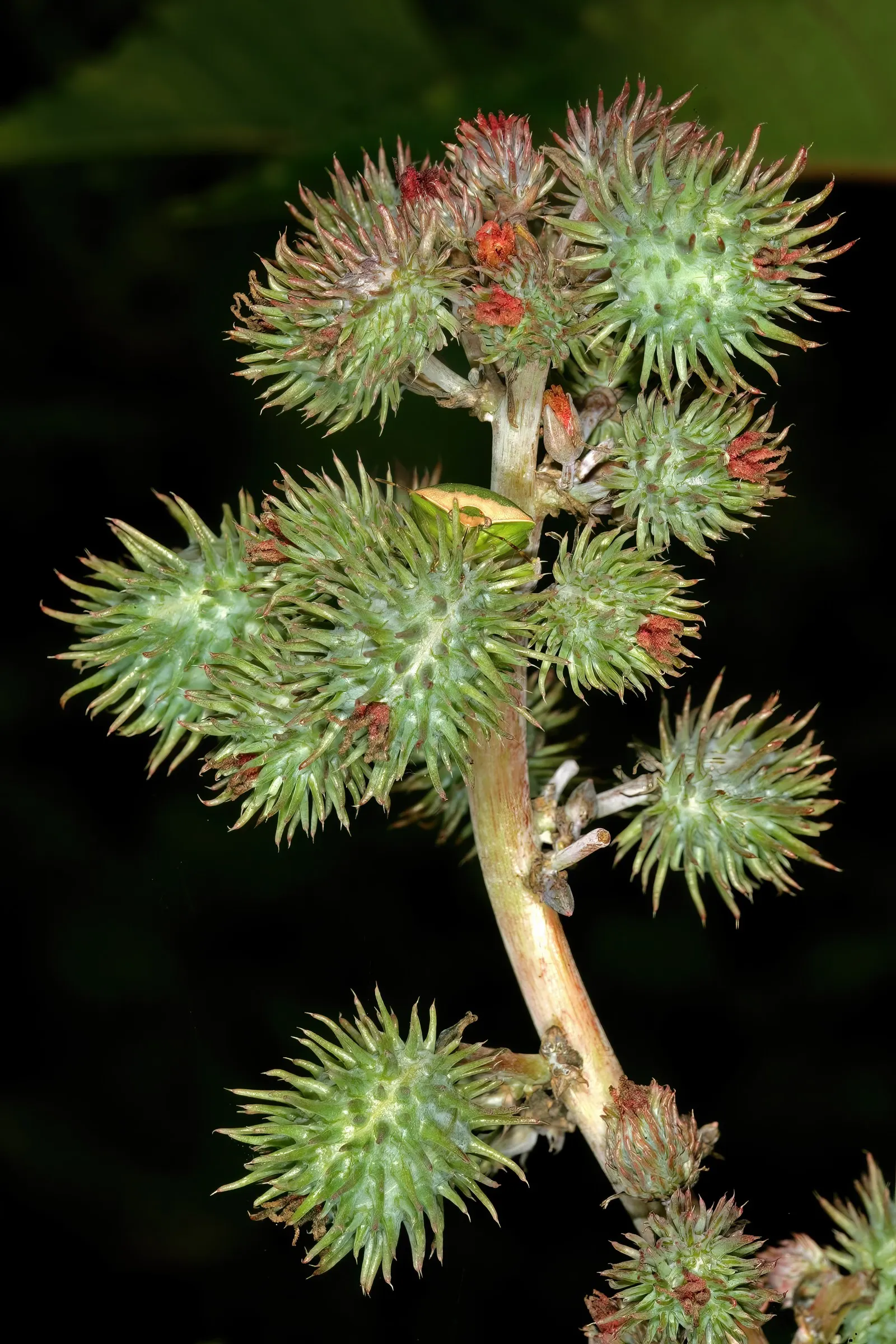 Castor Bean, Palma Christi (Ricinus Communis) — Prefers full sun and well-drained soil; fast-growing specimen that can add a bold architectural, image 77