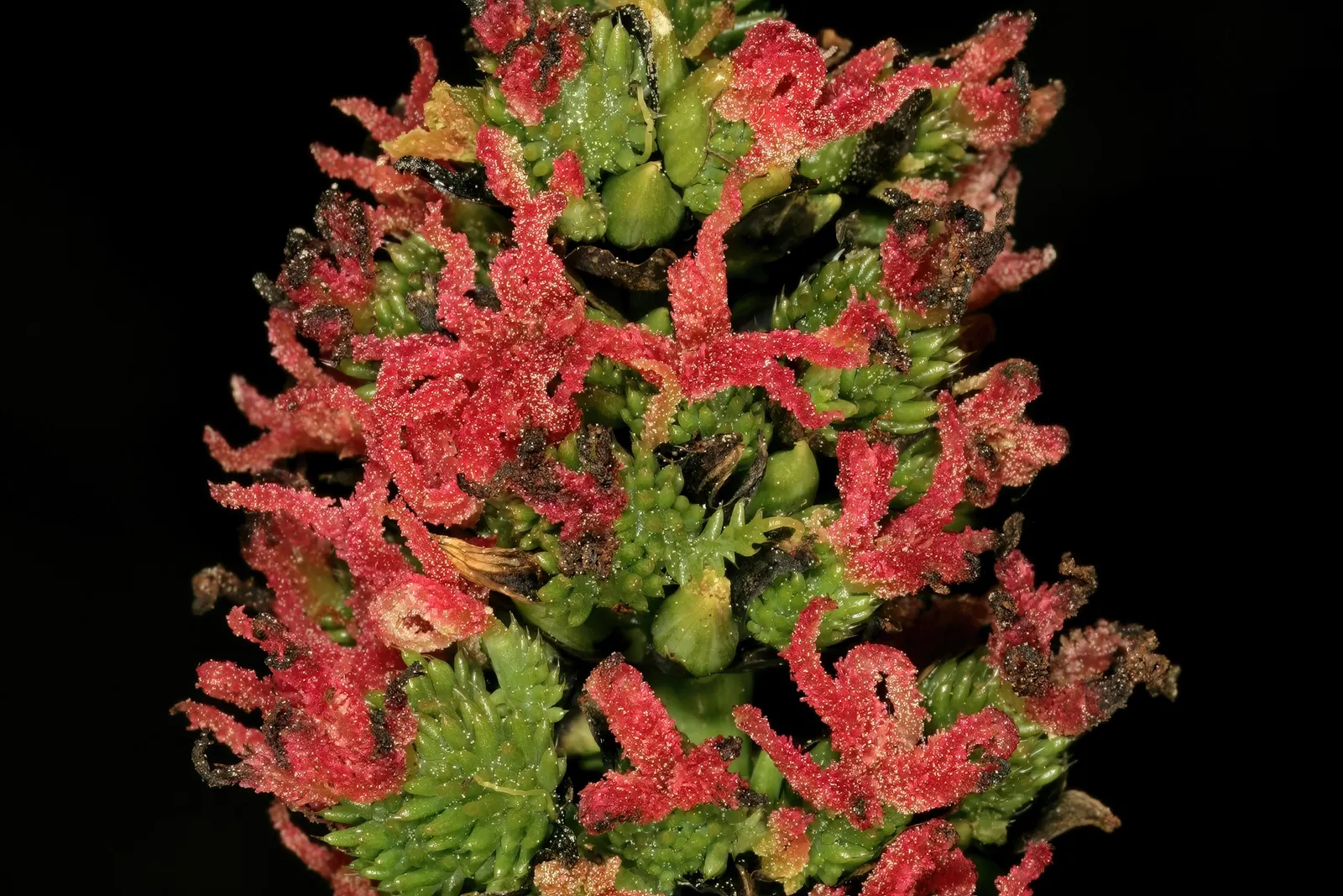 Castor Bean, Palma Christi (Ricinus Communis) — Its large, star-shaped leaves span up to 2 feet across, creating a bold texture with a deep, image 51