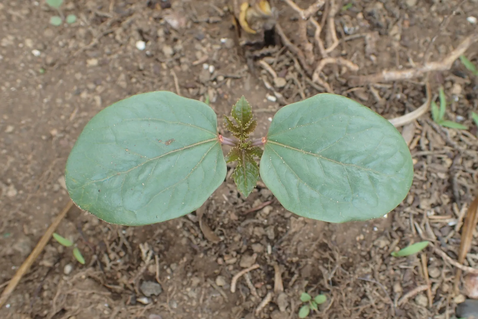 Castor Bean, Palma Christi (Ricinus Communis) — While the seeds are noteworthy for containing ricin; hardy in zones 9-11, grown as an annual in, image 87