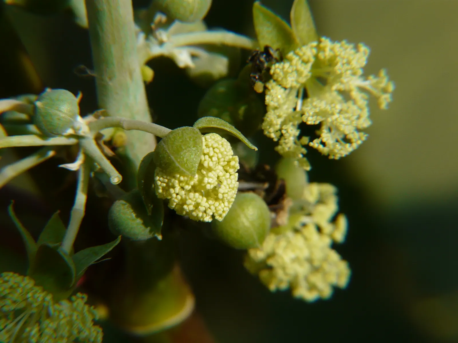 Castor Bean, Palma Christi (Ricinus Communis) — While the seeds are noteworthy for containing ricin; hardy in zones 9-11, grown as an annual in cooler climates