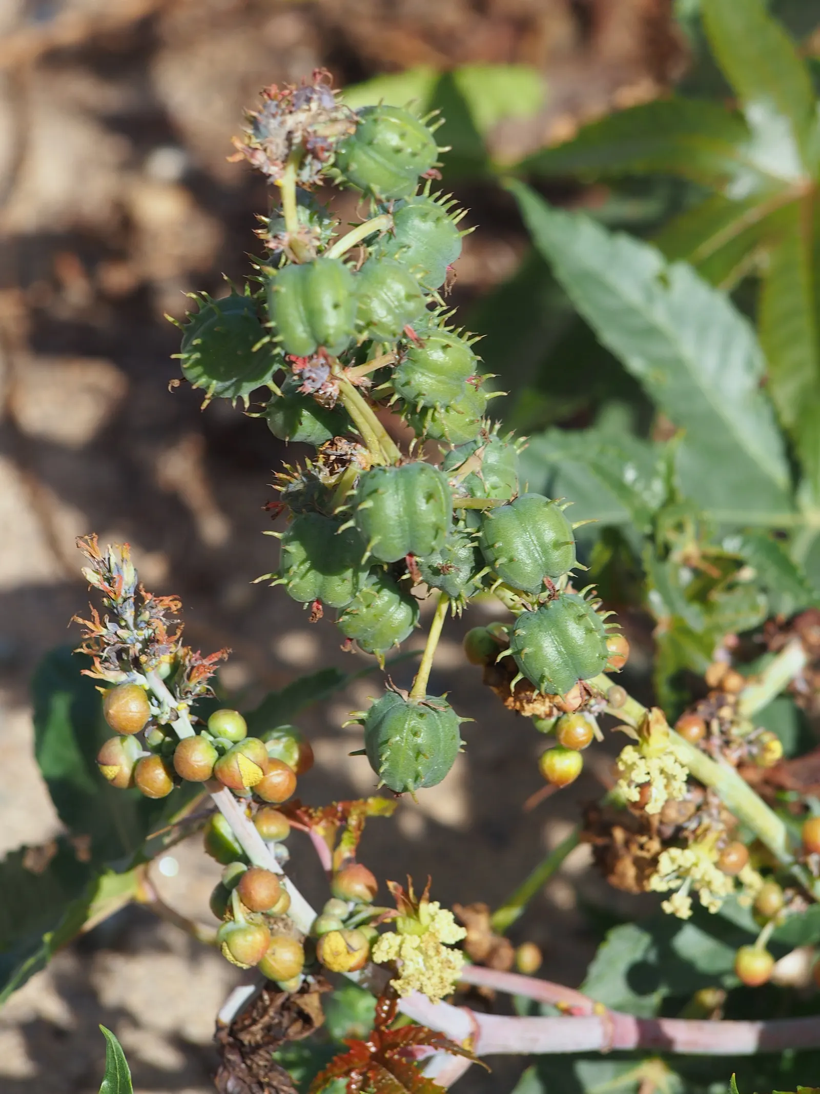 Castor Bean, Palma Christi (Ricinus Communis) — The leaves are arranged in a star-like pattern adding to its dramatic appearance; they are also the, image 133