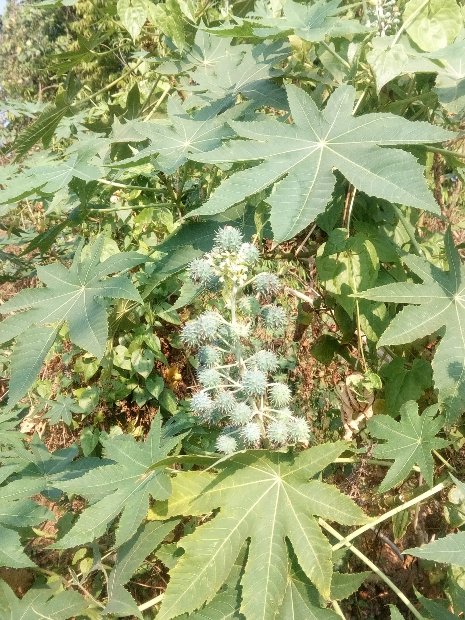 Castor Bean, Palma Christi (Ricinus Communis) — historically used for medicinal purposes.<br><br>Given its rapid growth; ample space is essential, image 65