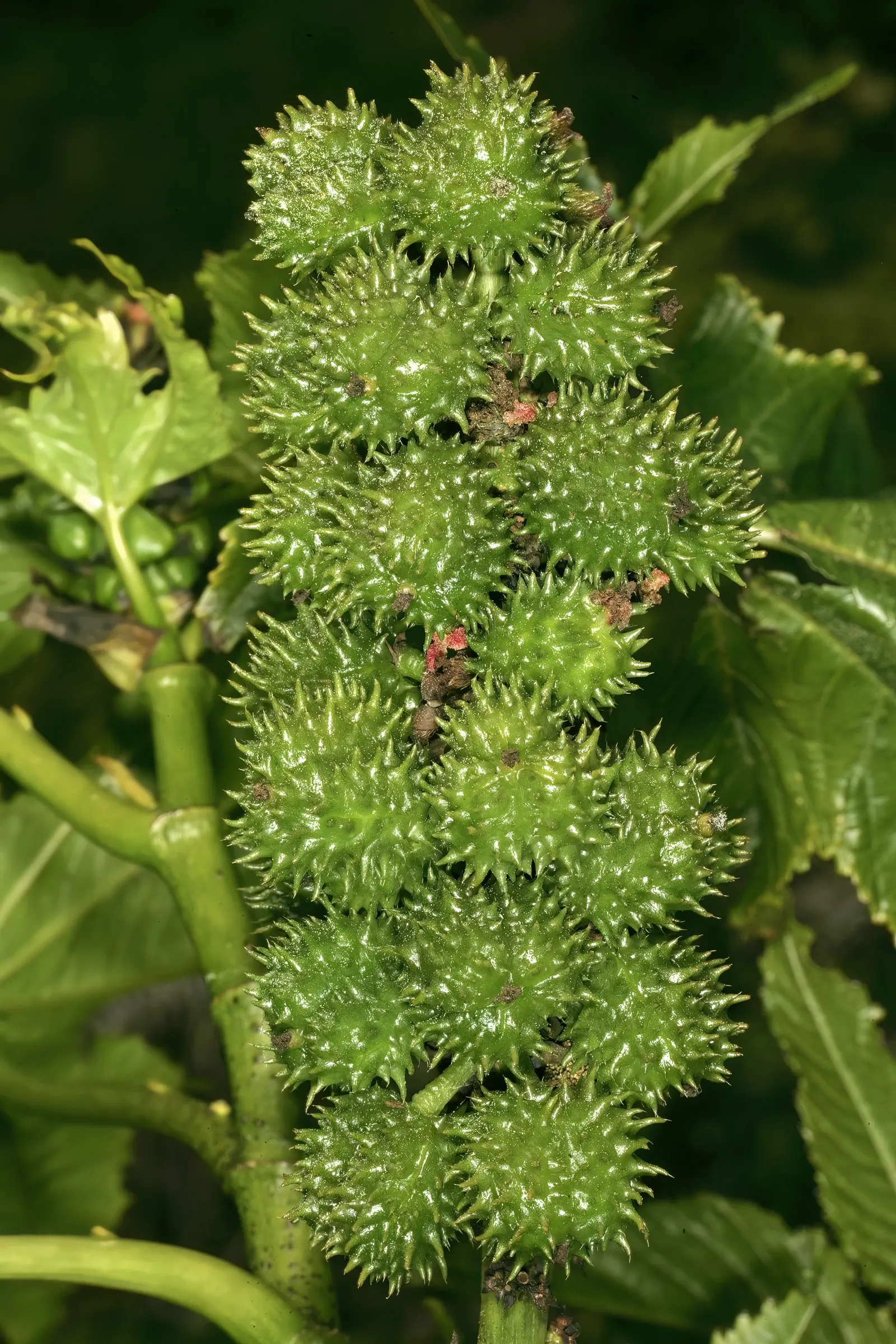 Castor Bean, Palma Christi (Ricinus Communis) — fast-growing specimen that can add a bold architectural statement to any garden; prefers full sun, image 104