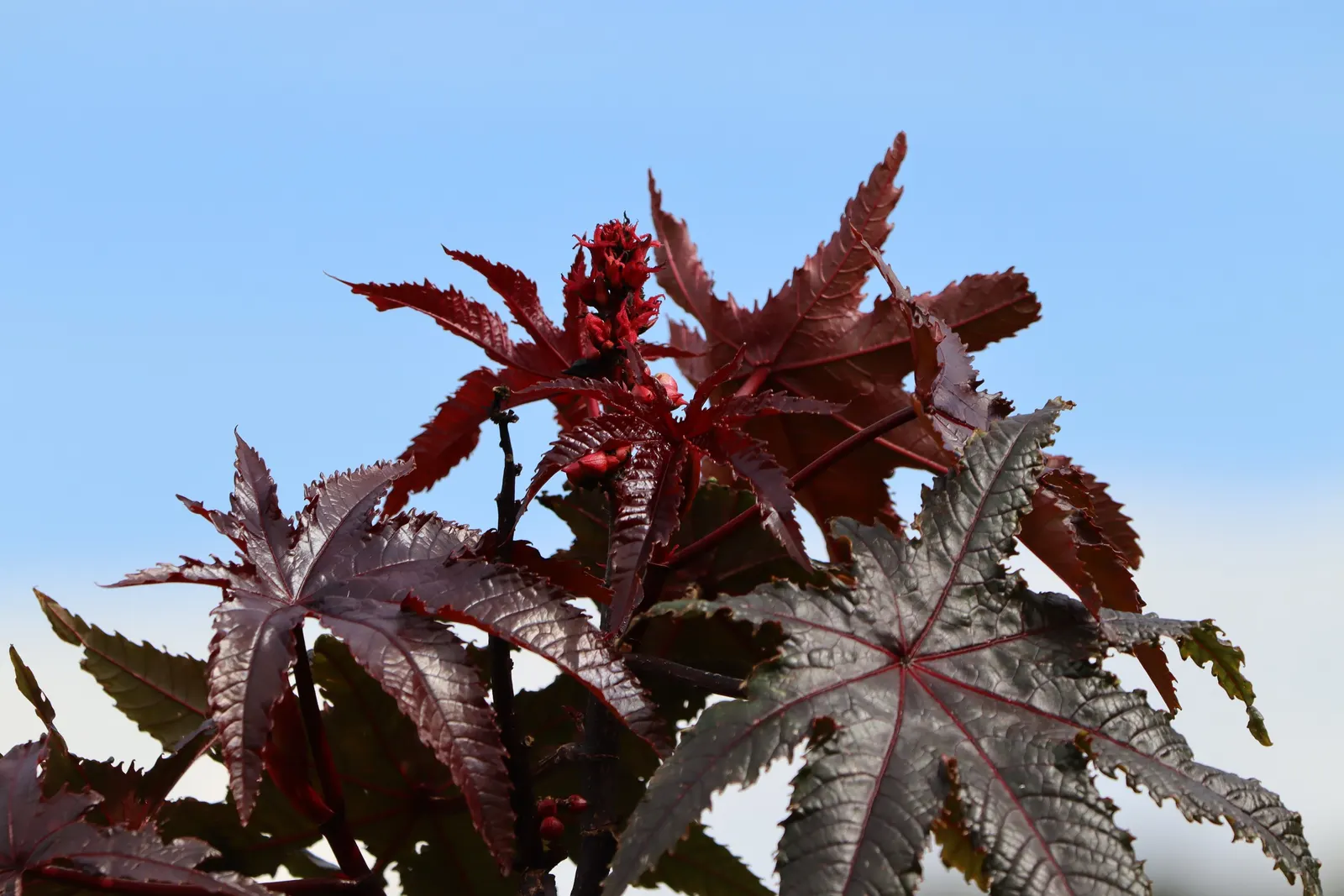 Castor Bean, Palma Christi (Ricinus Communis) — Mid-summer to fall, the plant produces spiny seed pods and small, inconspicuous flowers; and handle, image 110