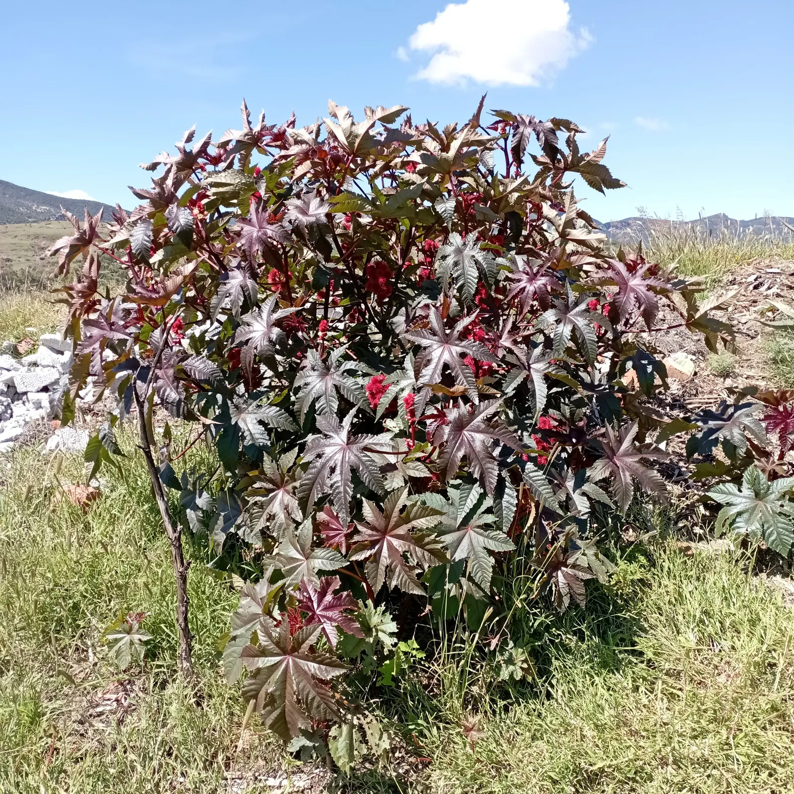 Castor Bean, Palma Christi (Ricinus Communis) — Castor Bean plants are best placed in the back of a border or as a focal point; its large, image 66
