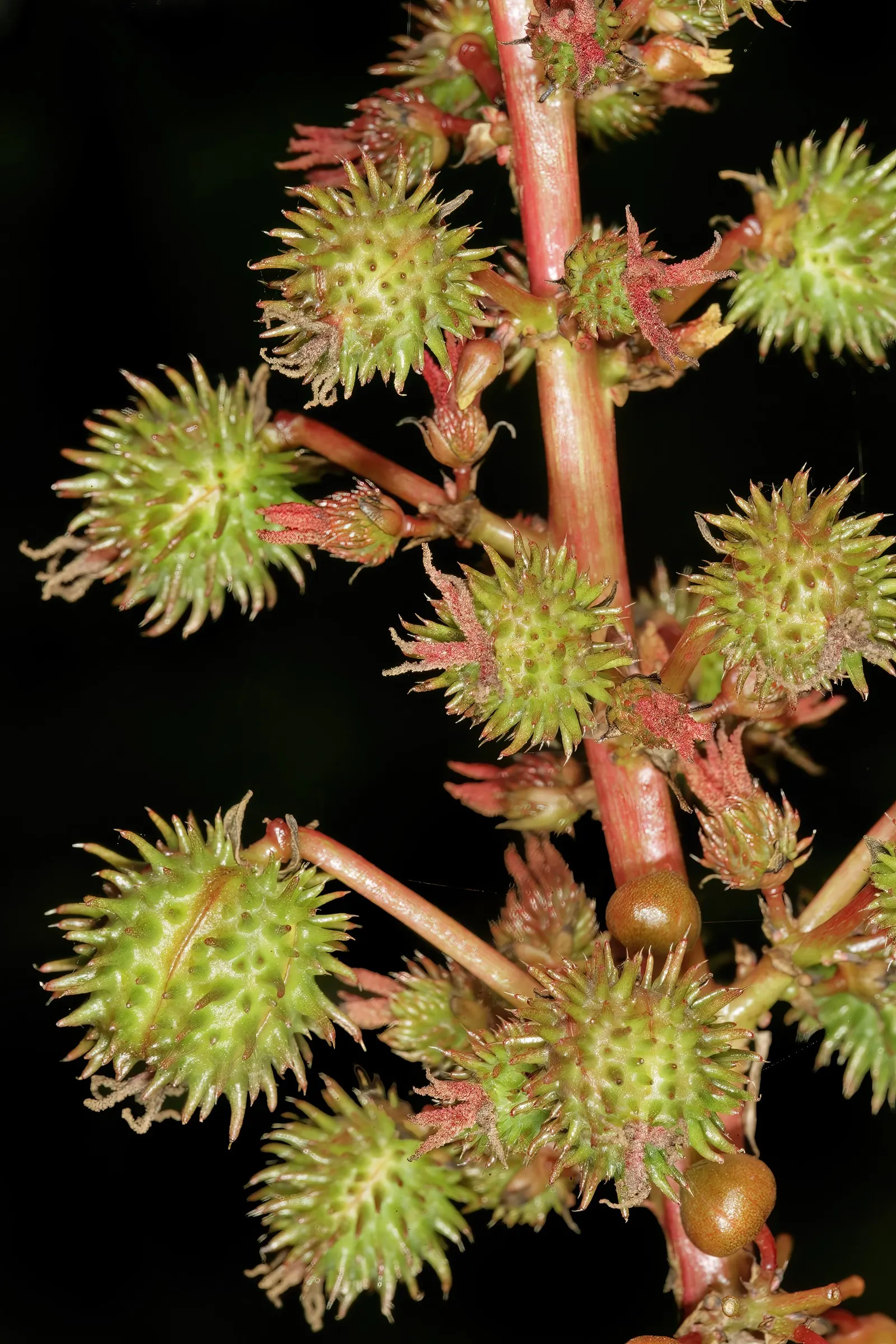 Castor Bean, Palma Christi (Ricinus Communis) — Mid-summer to fall, the plant produces spiny seed pods and small, inconspicuous flowers; and handle, image 134