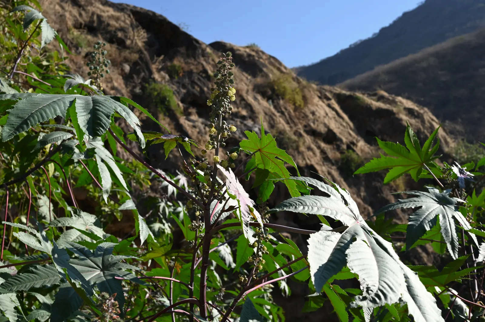 Castor Bean, Palma Christi (Ricinus Communis) — Regular watering during dry periods will ensure a lush, captivating presence; annual / shrub for, image 117