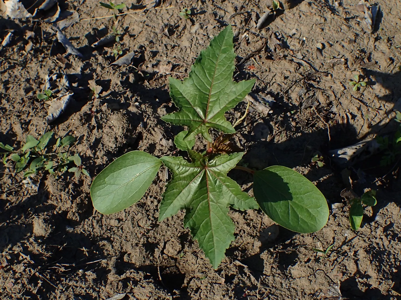 Castor Bean, Palma Christi (Ricinus Communis) — fast-growing tropical perennial reaching up to 10 feet in height; ricinus communis comes in a, image 74