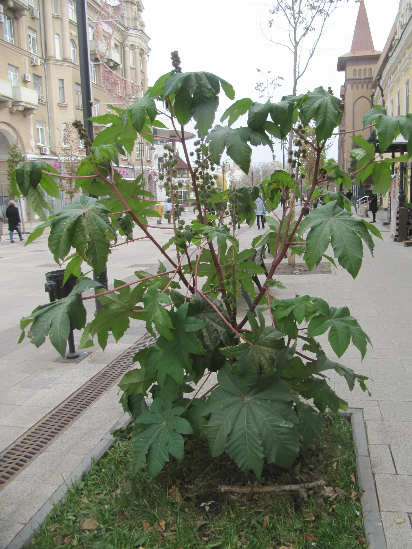Castor Bean, Palma Christi (Ricinus Communis) — from deep green to purplish-red; this perennial is often grown as an annual in temperate climates, image 108