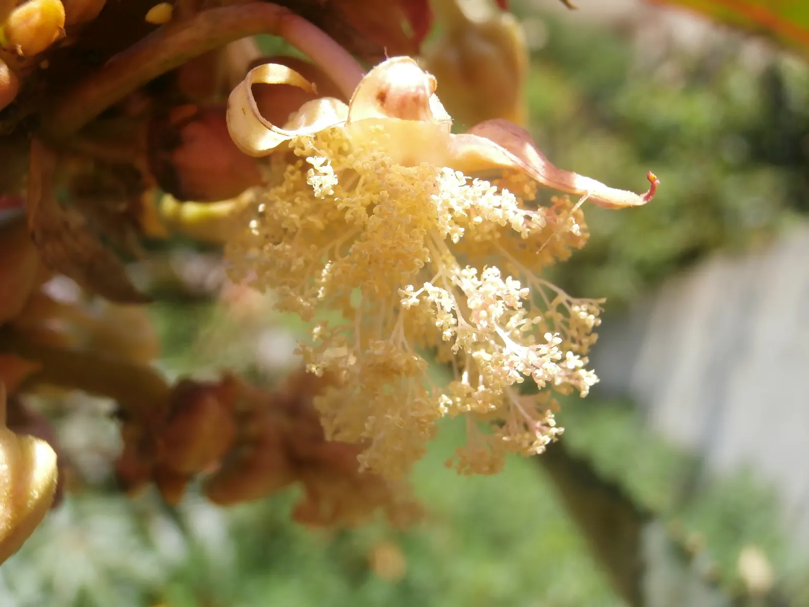 Castor Bean, Palma Christi (Ricinus Communis) — Mid-summer to fall, the plant produces spiny seed pods and small, inconspicuous flowers; and handle, image 62