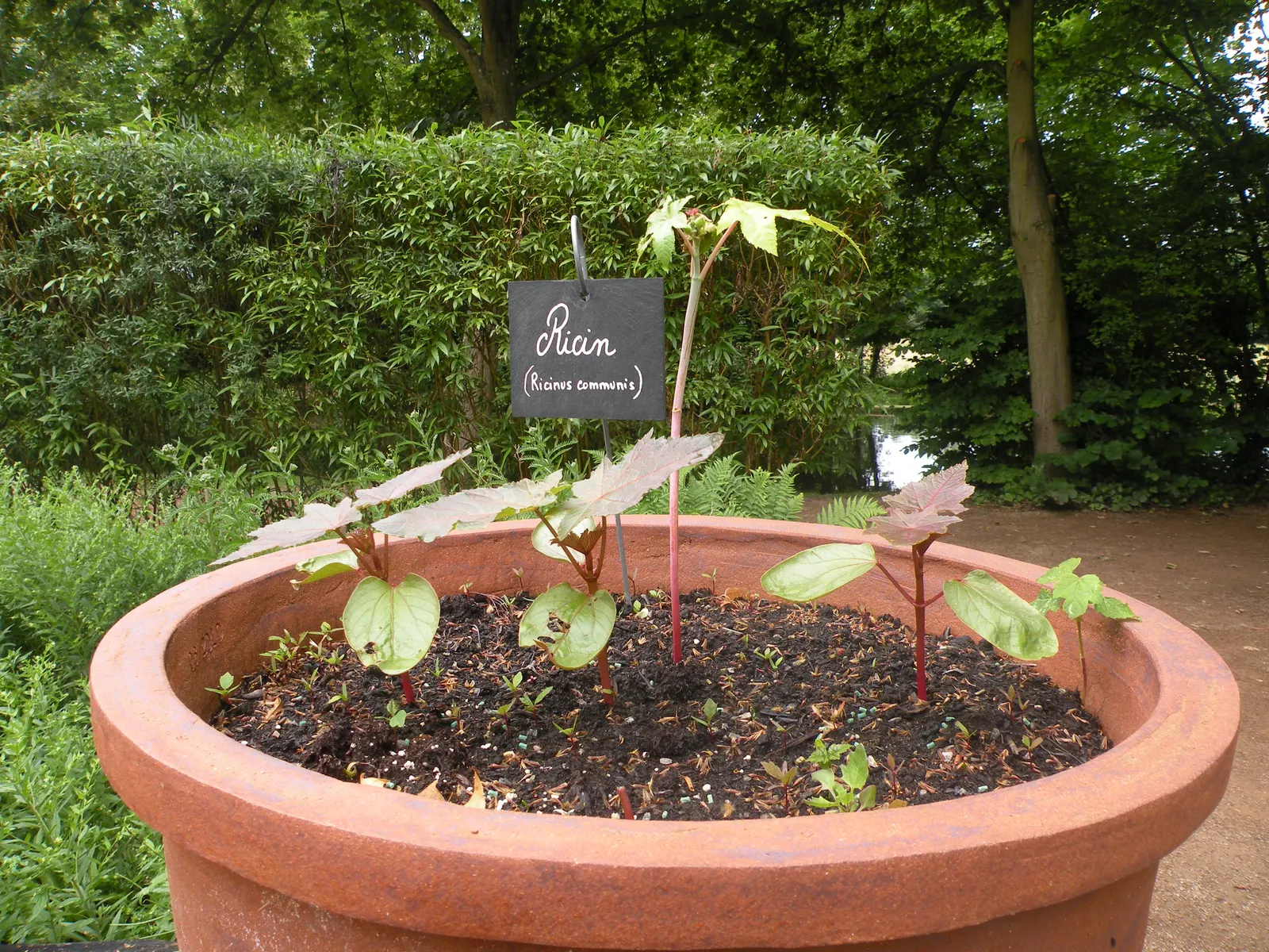 Castor Bean, Palma Christi (Ricinus Communis) — Prefers full sun and well-drained soil; fast-growing specimen that can add a bold architectural, image 149