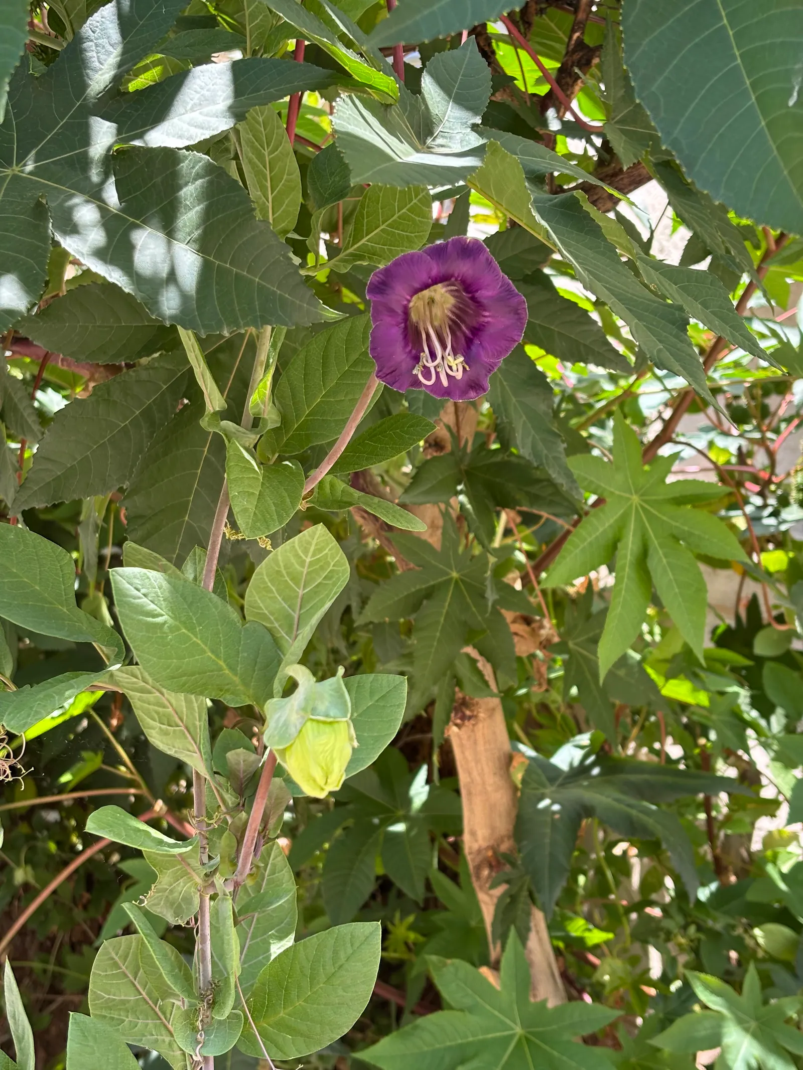 Castor Bean, Palma Christi (Ricinus Communis) — Ricinus communis comes in a variety of colors; fast-growing tropical perennial reaching up to 10 feet in height