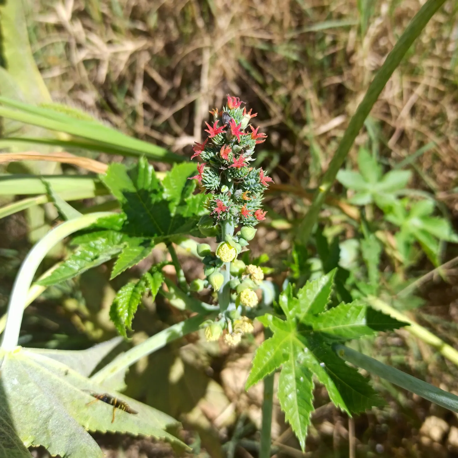 Castor Bean, Palma Christi (Ricinus Communis) — This perennial is often grown as an annual in temperate climates due to its sensitivity to frost, image 129