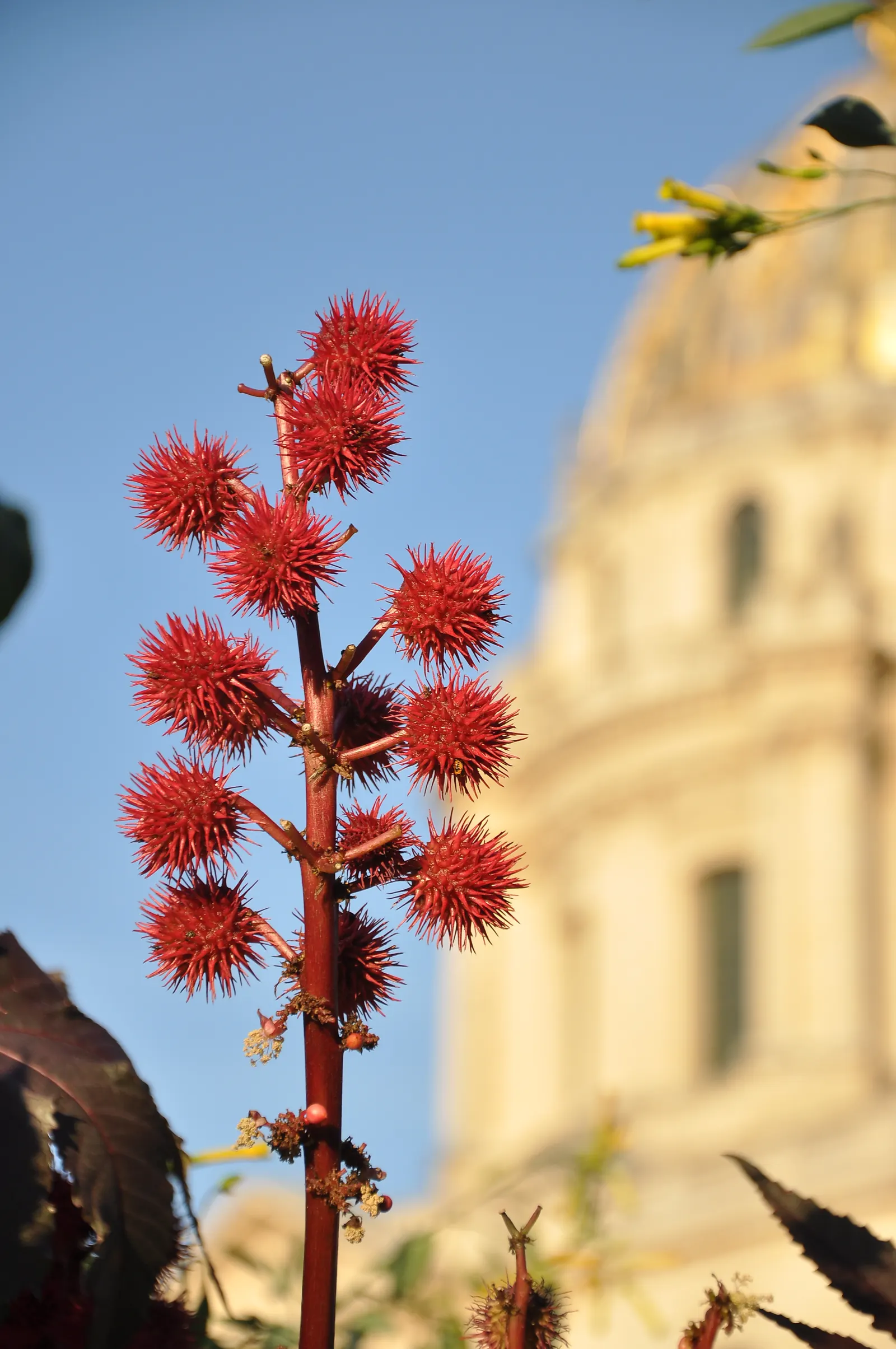 Castor Bean, Palma Christi (Ricinus Communis) — This perennial is often grown as an annual in temperate climates due to its sensitivity to frost