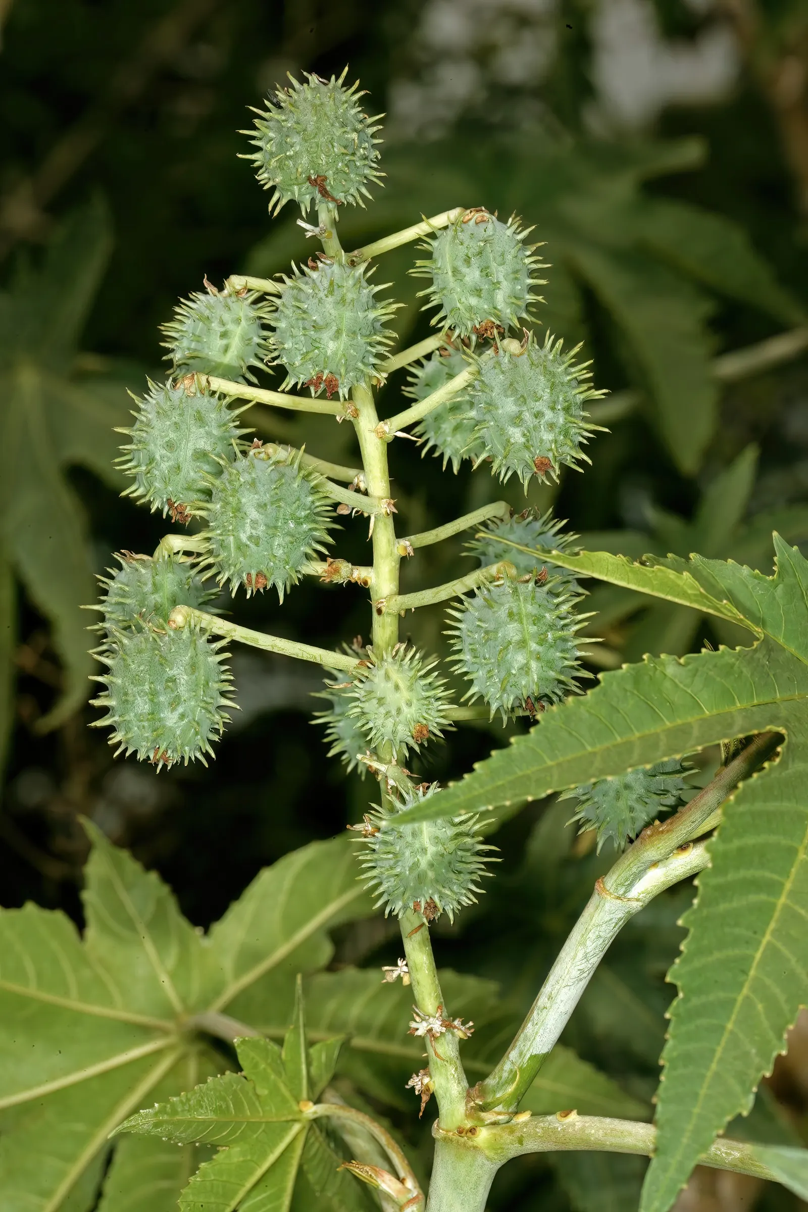 Castor Bean, Palma Christi (Ricinus Communis) — and handle with care during planting and maintenance; mid-summer to fall, the plant produces spiny, image 71