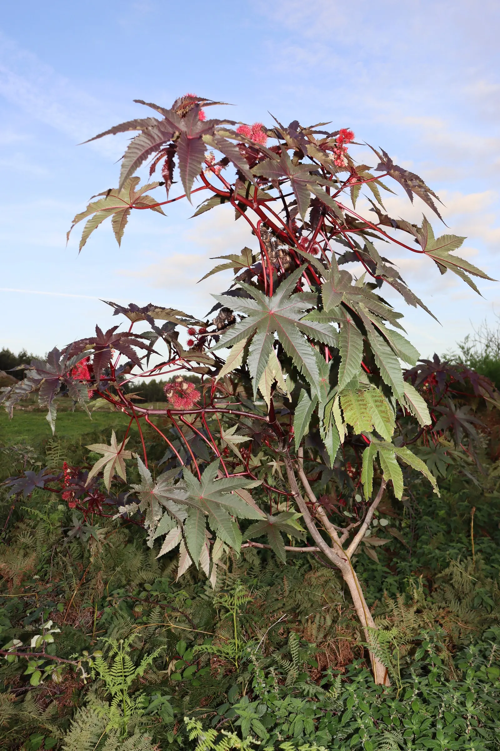 Castor Bean, Palma Christi (Ricinus Communis) — Prefers full sun and well-drained soil; fast-growing specimen that can add a bold architectural, image 101