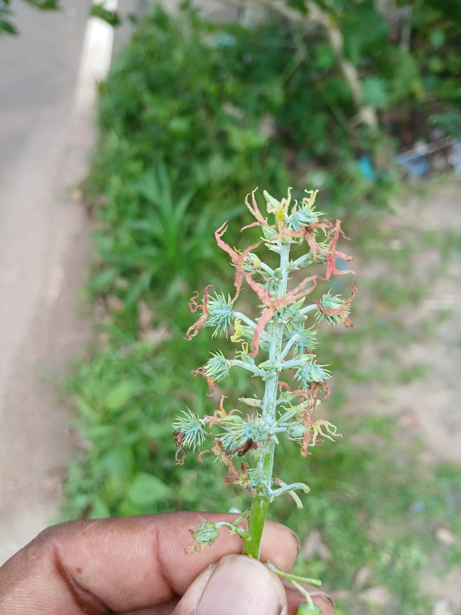 Castor Bean, Palma Christi (Ricinus Communis) — scientifically known as Ricinus communis and also commonly referred to as Palma Christi; place the, image 55