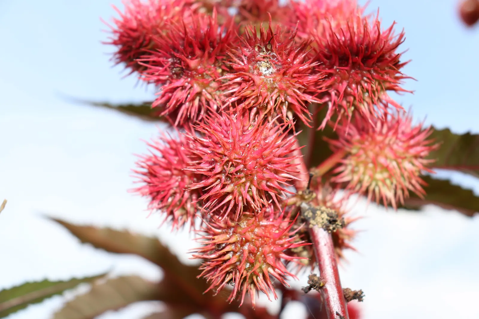 Castor Bean, Palma Christi (Ricinus Communis) — Its large, star-shaped leaves span up to 2 feet across, creating a bold texture with a deep, image 27