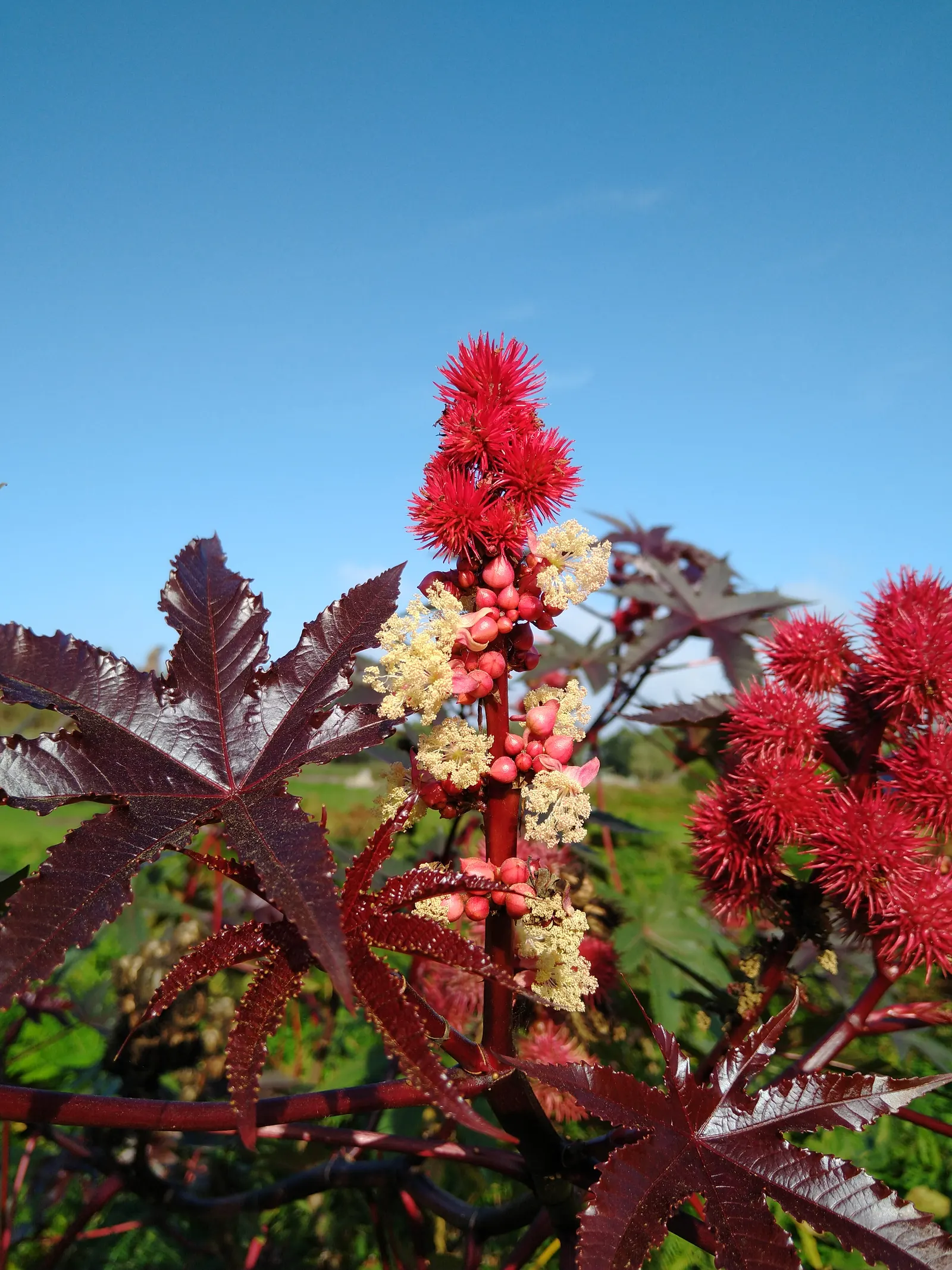 Castor Bean, Palma Christi (Ricinus Communis) — and handle with care during planting and maintenance; mid-summer to fall, the plant produces spiny, image 119