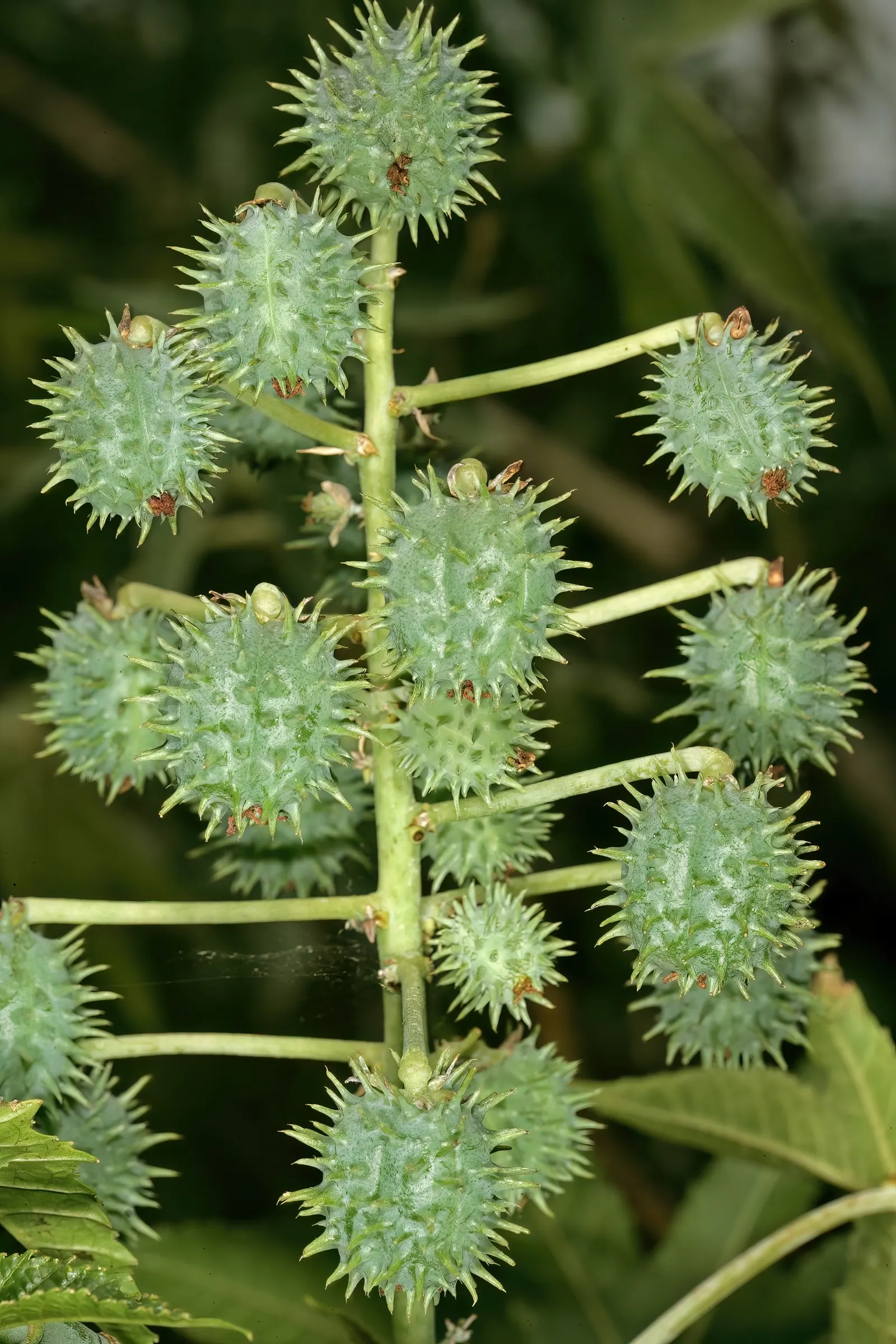 Castor Bean, Palma Christi (Ricinus Communis) — The Castor Bean 'Ricinus communis'; caution: all plant parts contain toxic ricin, especially the, image 97