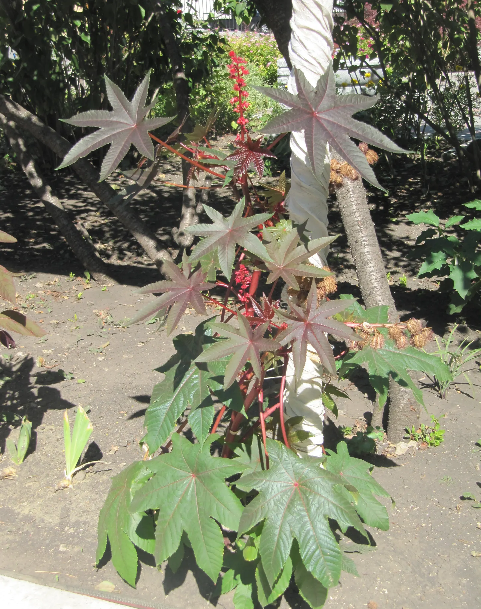 Castor Bean, Palma Christi (Ricinus Communis) — from deep green to purplish-red