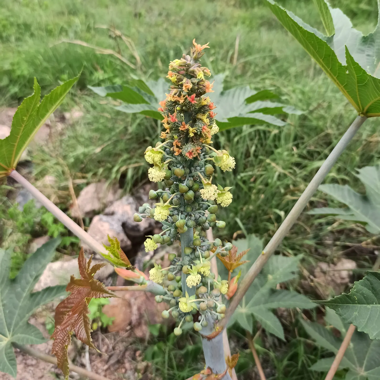 Castor Bean, Palma Christi (Ricinus Communis) — The leaves are arranged in a star-like pattern adding to its dramatic appearance; they are also the, image 109