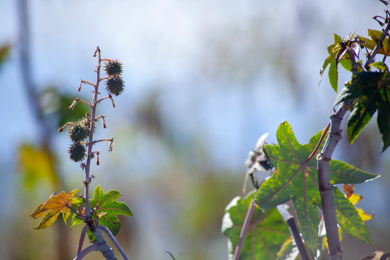 Castor Bean, Palma Christi (Ricinus Communis) — place the Castor Bean in areas away from pets and children; scientifically known as Ricinus, image 118