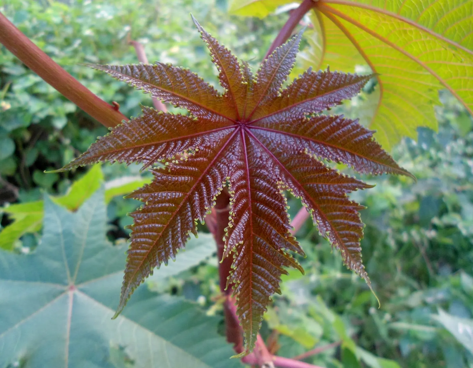 Castor Bean, Palma Christi (Ricinus Communis) — Its large, star-shaped leaves span up to 2 feet across, creating a bold texture with a deep, image 147