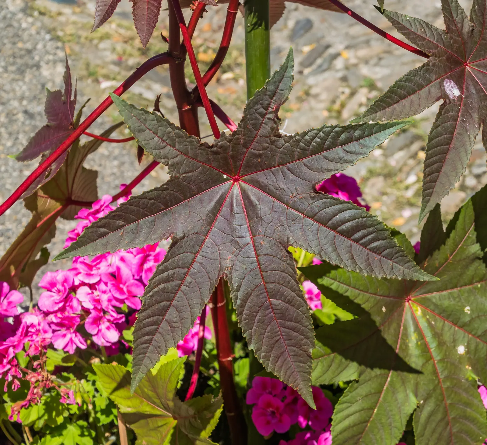 Castor Bean, Palma Christi (Ricinus Communis) — This perennial is often grown as an annual in temperate climates due to its sensitivity to frost, image 57