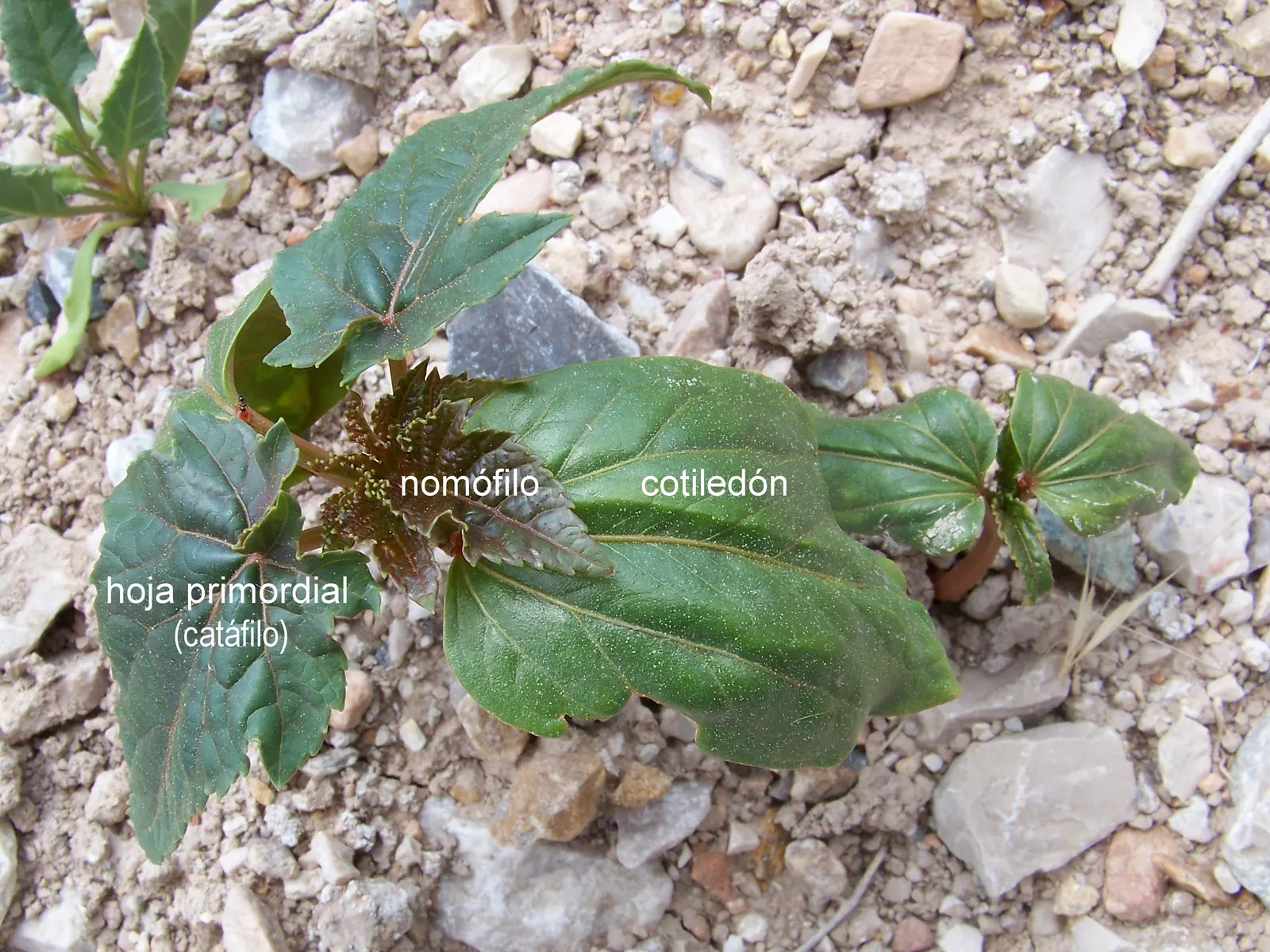 Castor Bean, Palma Christi (Ricinus Communis) — They prefer full sun and thrive in rich, well-drained soil; palmate leaves that can span up to 2, image 139