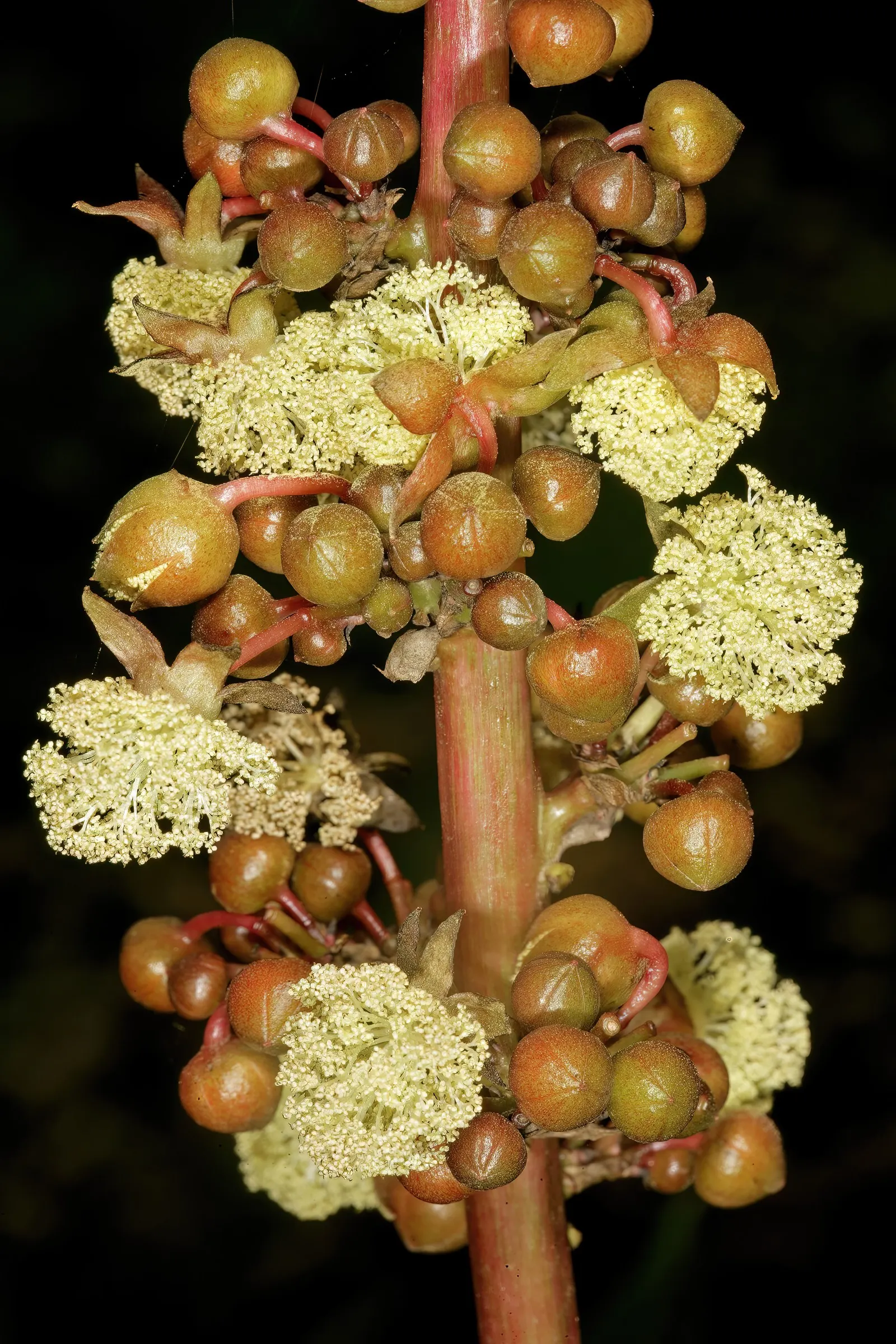 Castor Bean, Palma Christi (Ricinus Communis) — The Castor Bean 'Ricinus communis'; caution: all plant parts contain toxic ricin, especially the, image 121