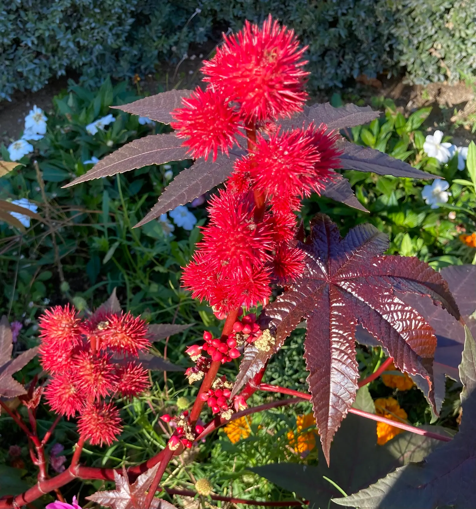 Castor Bean, Palma Christi (Ricinus Communis) — palmate leaves that can span up to 2 feet wide; they prefer full sun and thrive in rich, well-drained soil