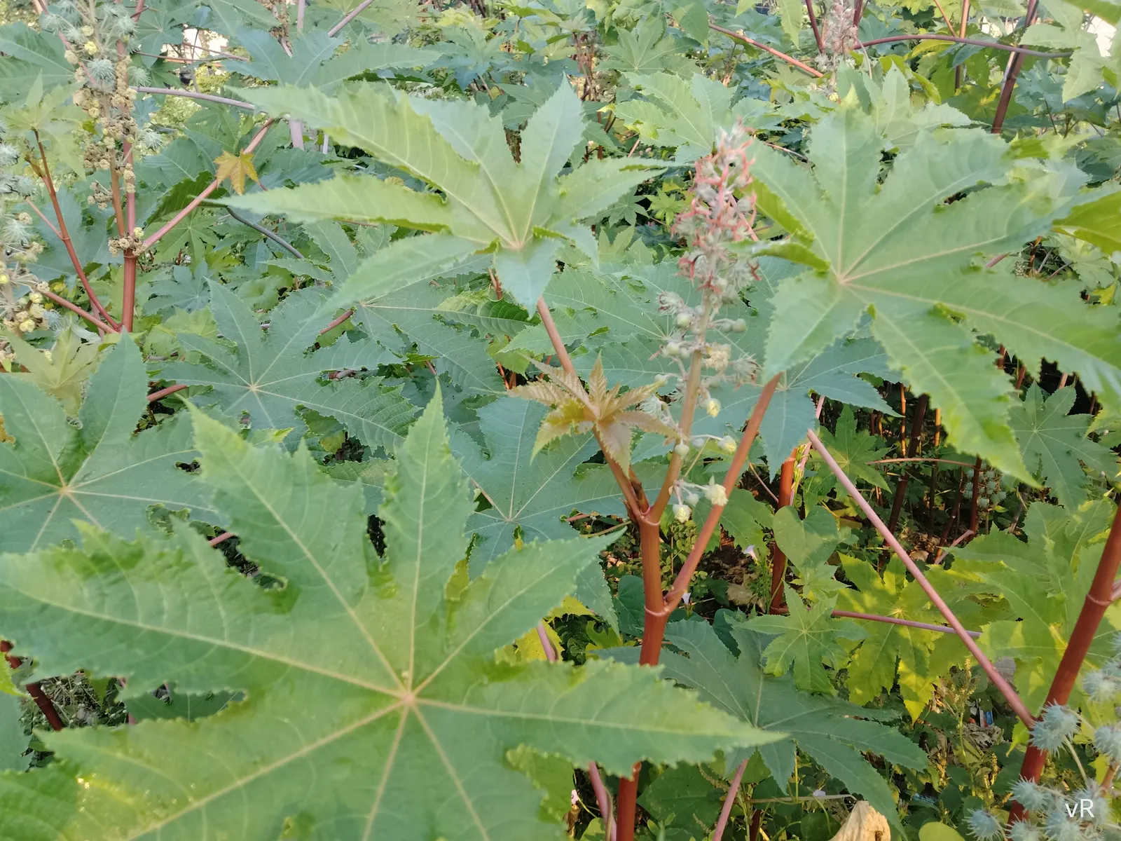 Castor Bean, Palma Christi (Ricinus Communis) — While the seeds are noteworthy for containing ricin; hardy in zones 9-11, grown as an annual in, image 111