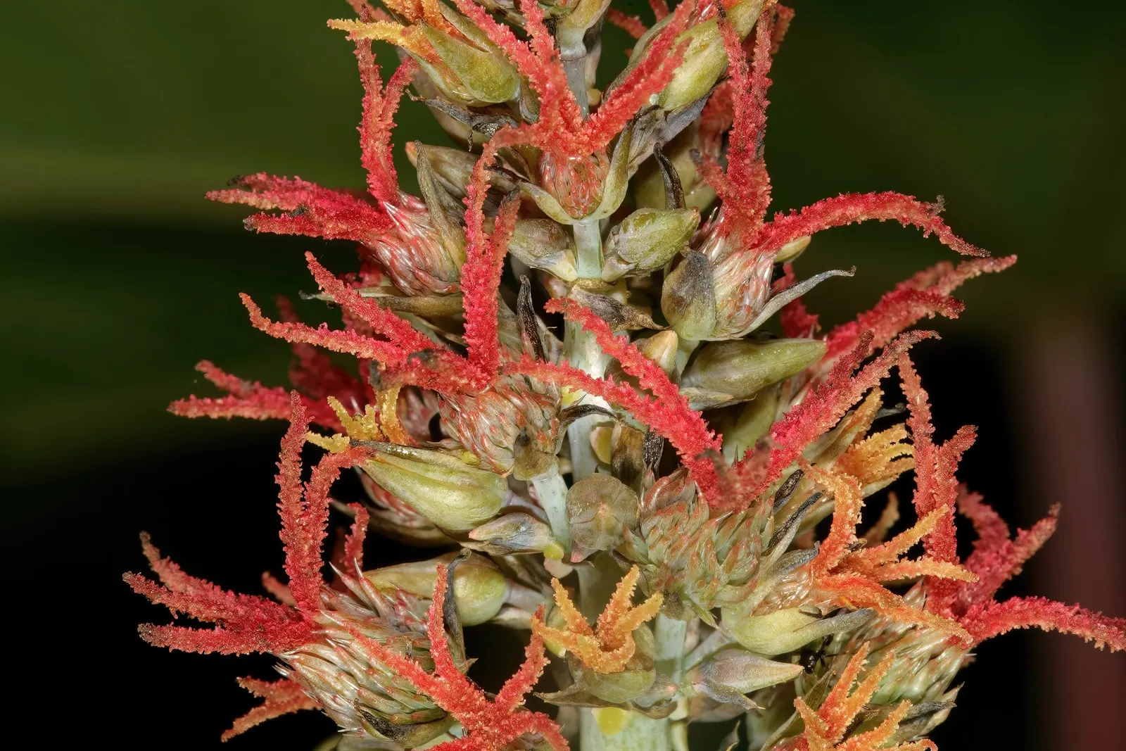 Castor Bean, Palma Christi (Ricinus Communis) — scientifically known as Ricinus communis and also commonly referred to as Palma Christi; place the, image 127