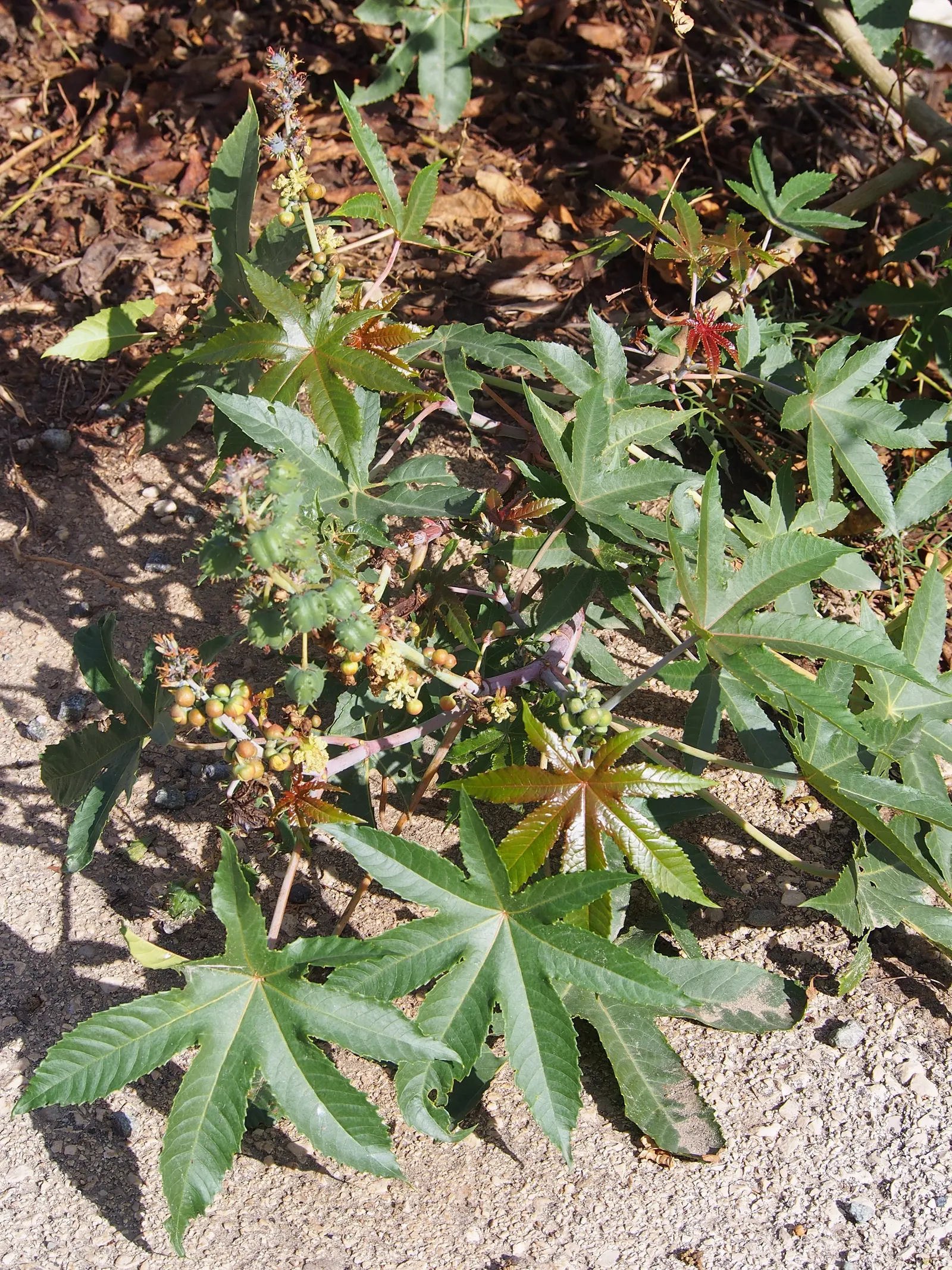 Castor Bean, Palma Christi (Ricinus Communis) — Caution: all plant parts contain toxic ricin, especially the seeds; the Castor Bean 'Ricinus, image 100