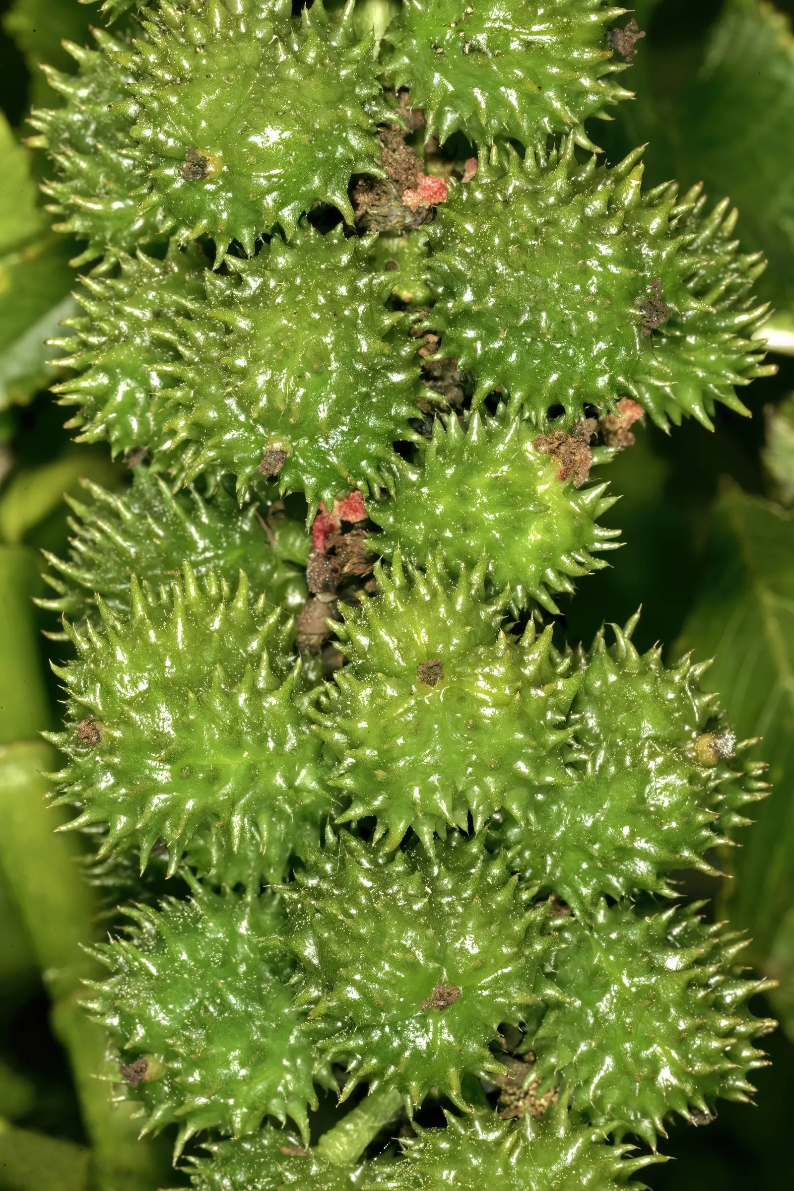 Castor Bean, Palma Christi (Ricinus Communis) — The leaves are arranged in a star-like pattern adding to its dramatic appearance; they are also the source of