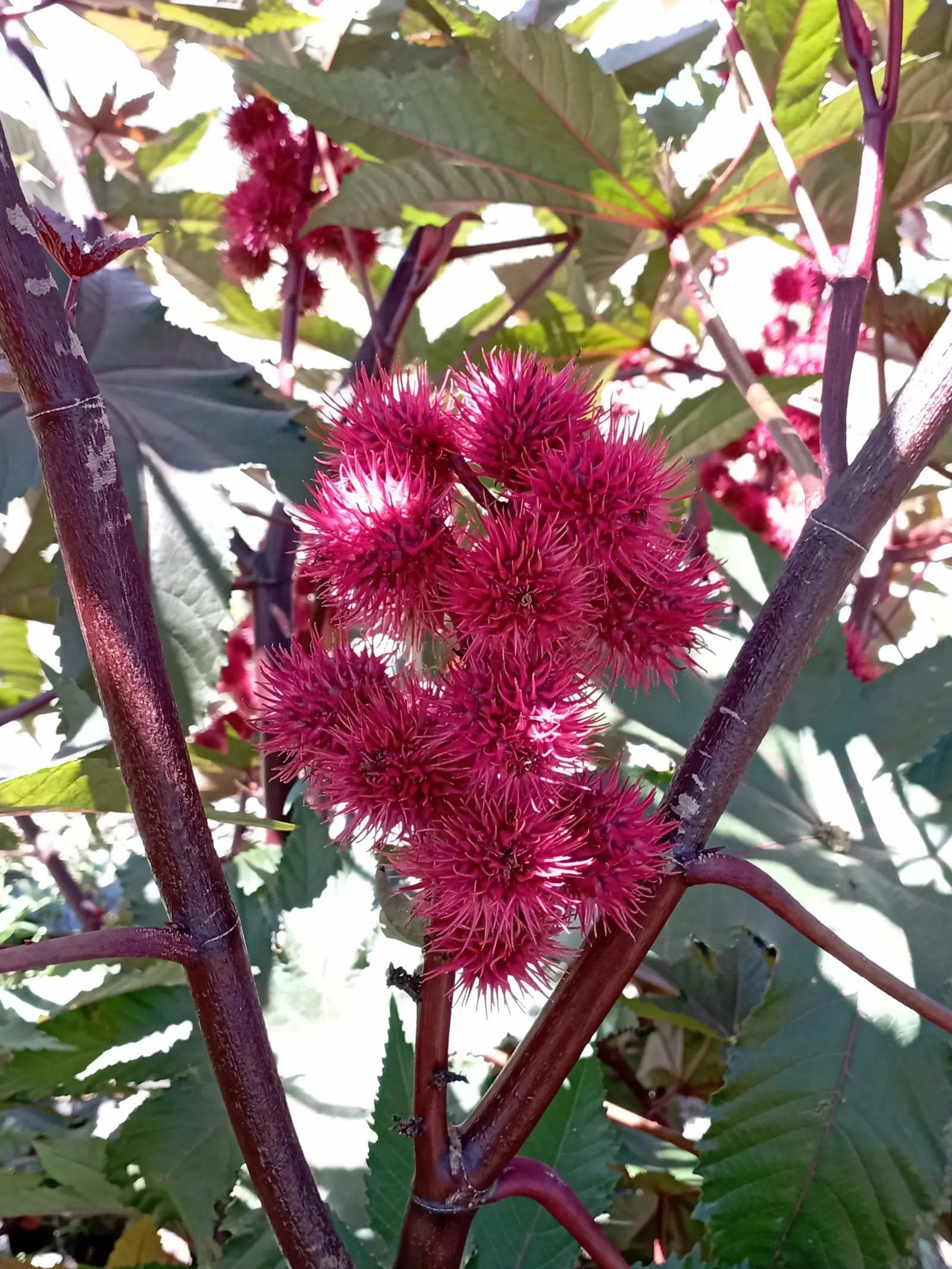 Castor Bean, Palma Christi (Ricinus Communis) — fast-growing specimen that can add a bold architectural statement to any garden; prefers full sun and