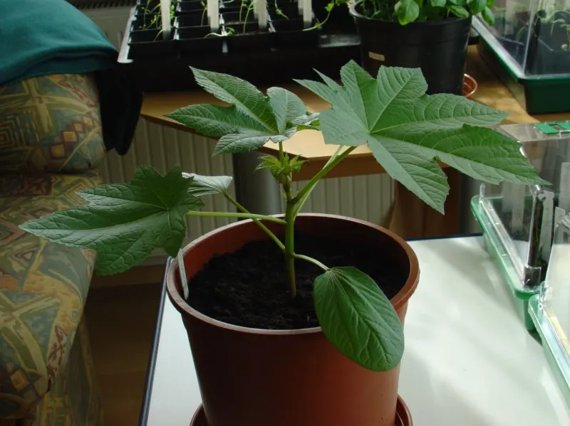 Castor Bean, Palma Christi (Ricinus Communis) — they are also the source of castor oil; the leaves are arranged in a star-like pattern adding to, image 64