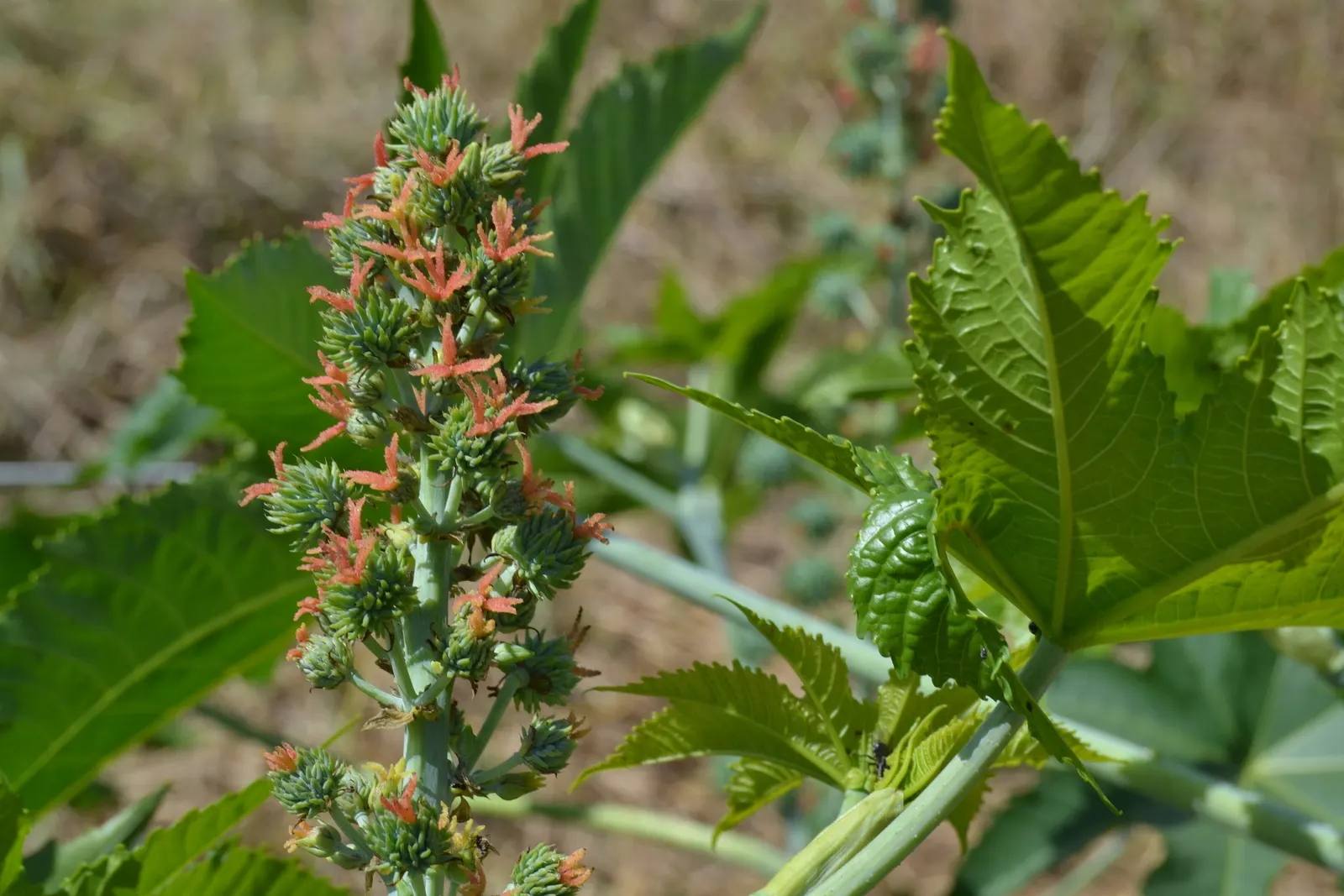 Castor Bean, Palma Christi (Ricinus Communis) — and handle with care during planting and maintenance; mid-summer to fall, the plant produces spiny, image 95