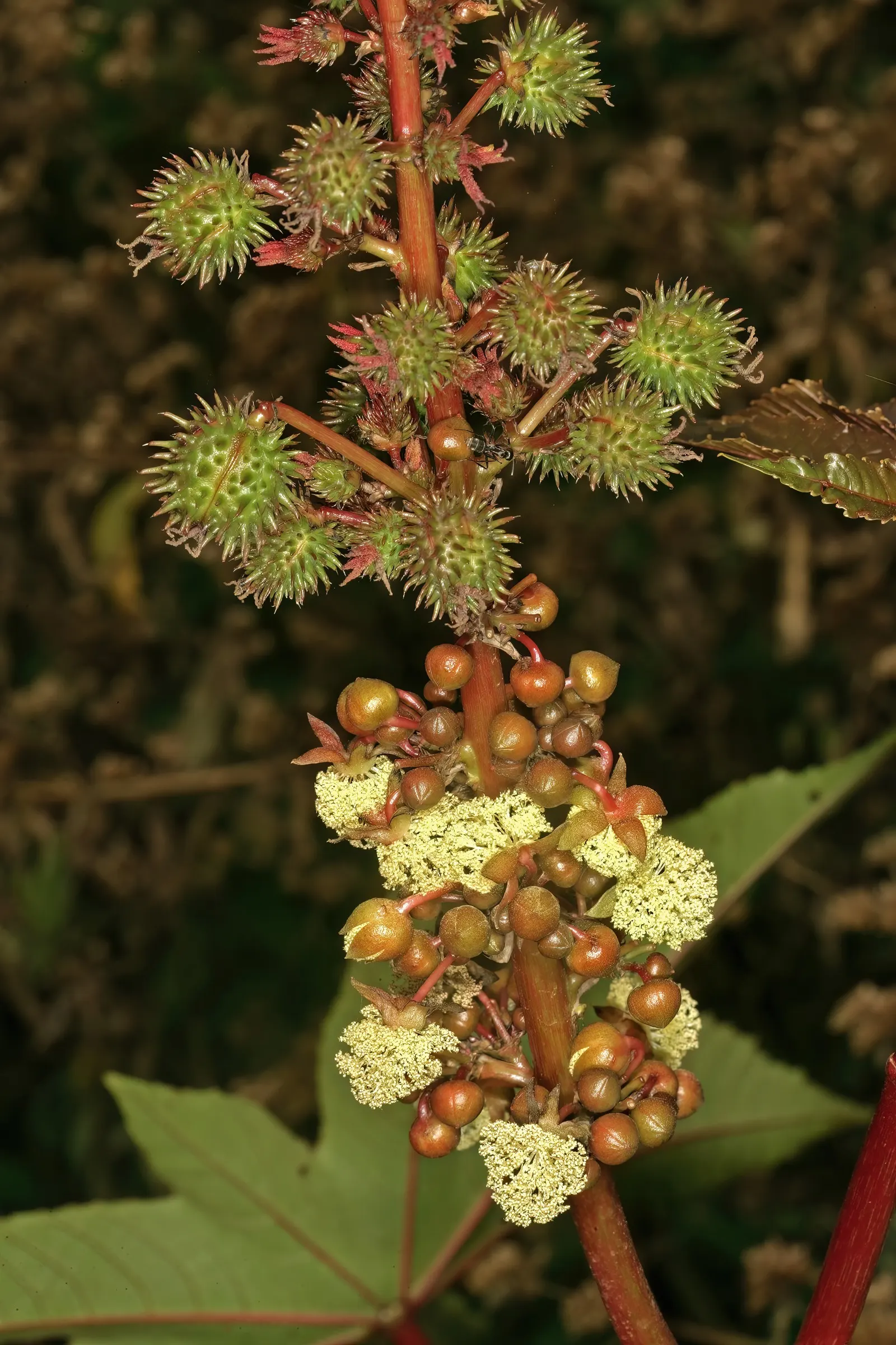 Castor Bean, Palma Christi (Ricinus Communis) — Ample space is essential, as the plant can spread 3 to 4 feet wide; historically used for medicinal, image 68