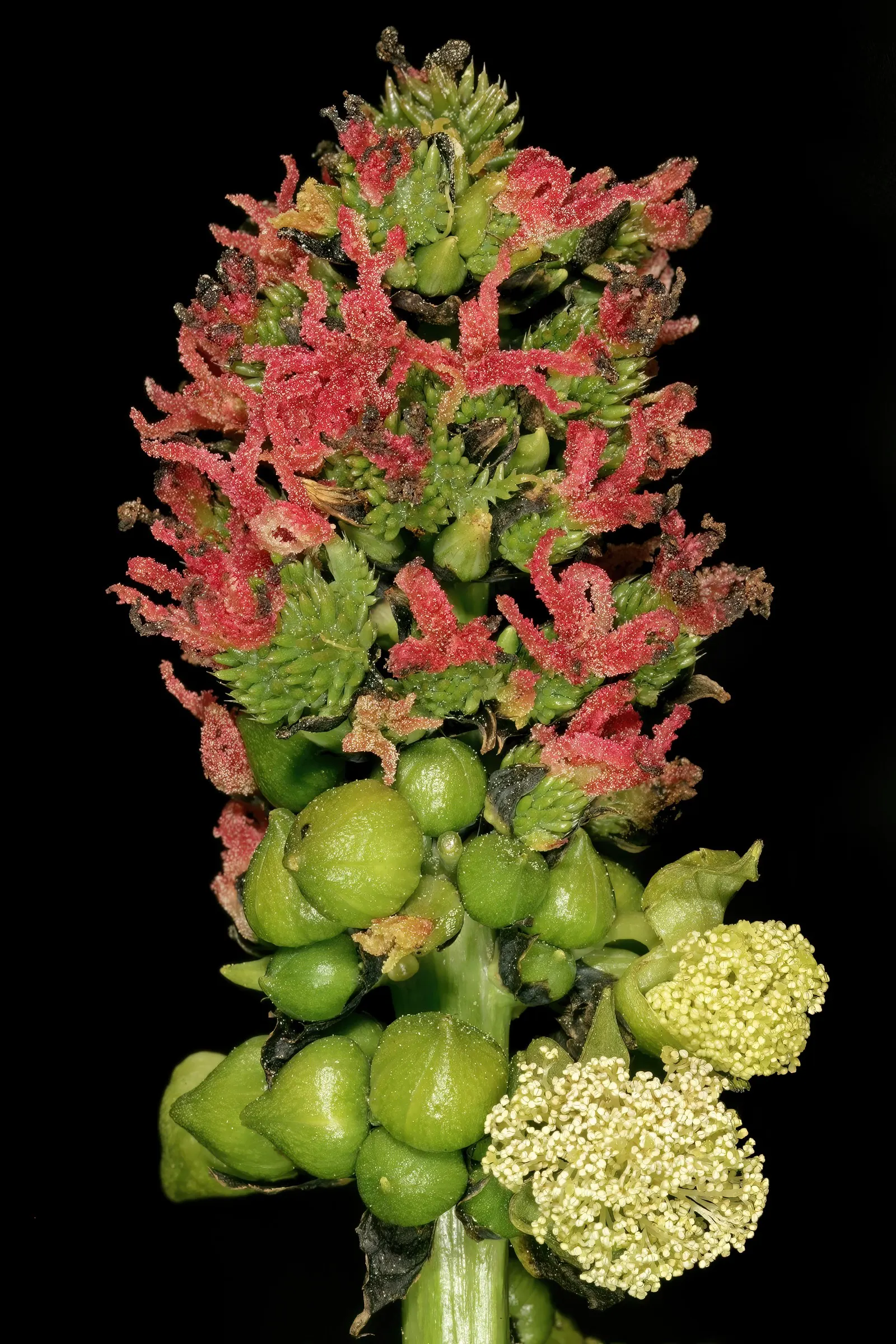 Castor Bean, Palma Christi (Ricinus Communis) — The Castor Bean 'Ricinus communis'