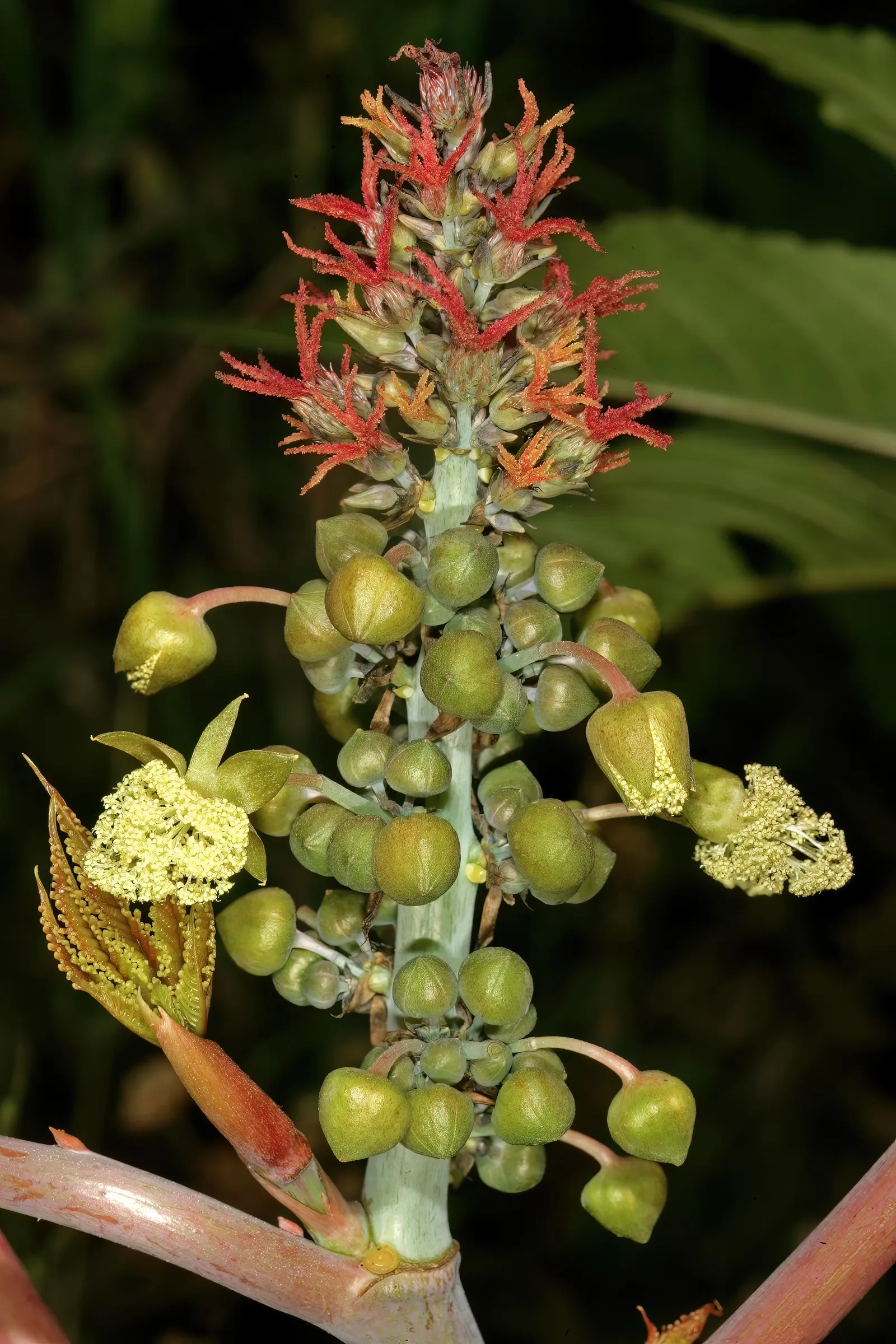 Castor Bean, Palma Christi (Ricinus Communis) — place the Castor Bean in areas away from pets and children