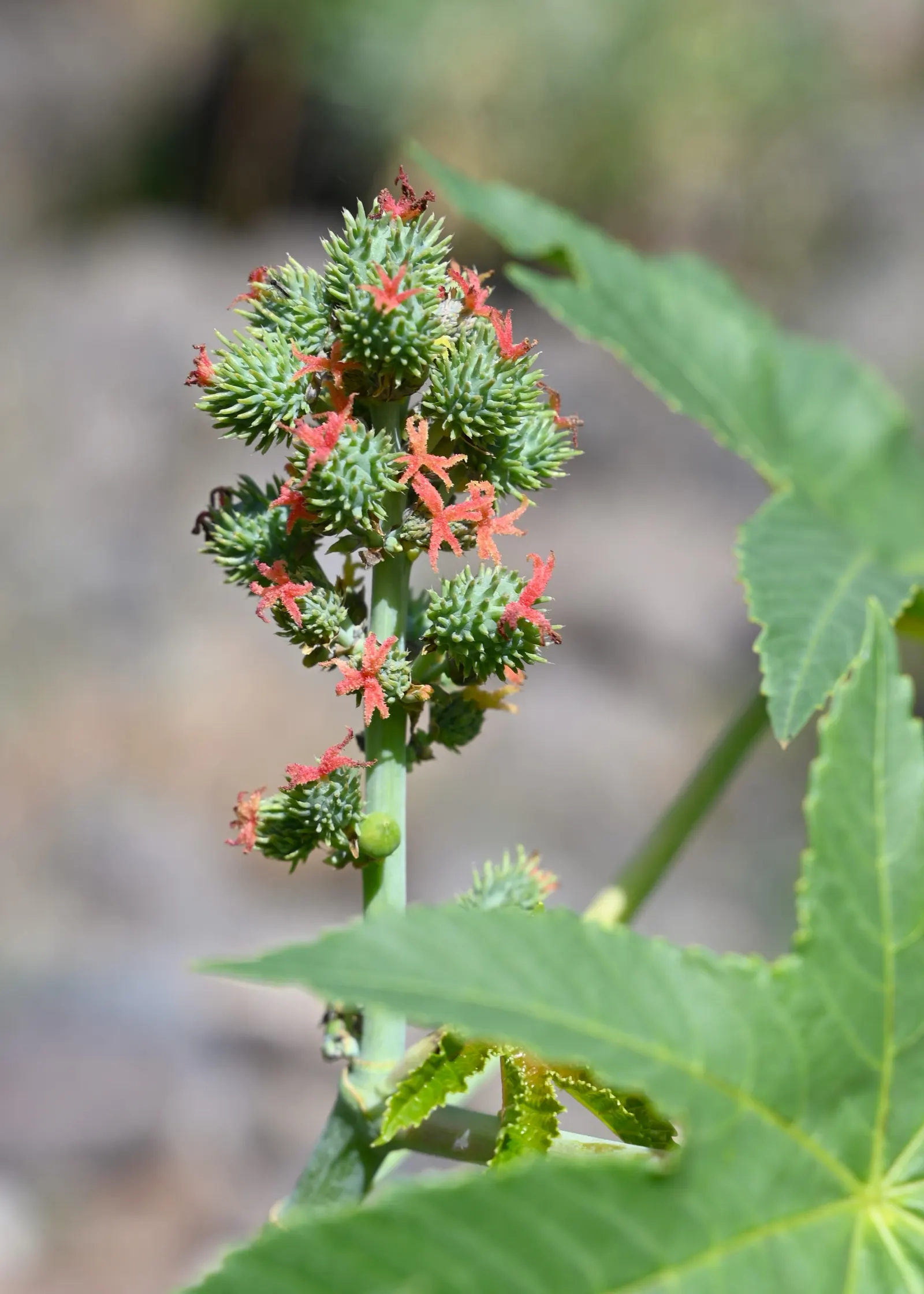 Castor Bean, Palma Christi (Ricinus Communis) — annual / shrub for full or half; regular watering during dry periods will ensure a lush, image 120