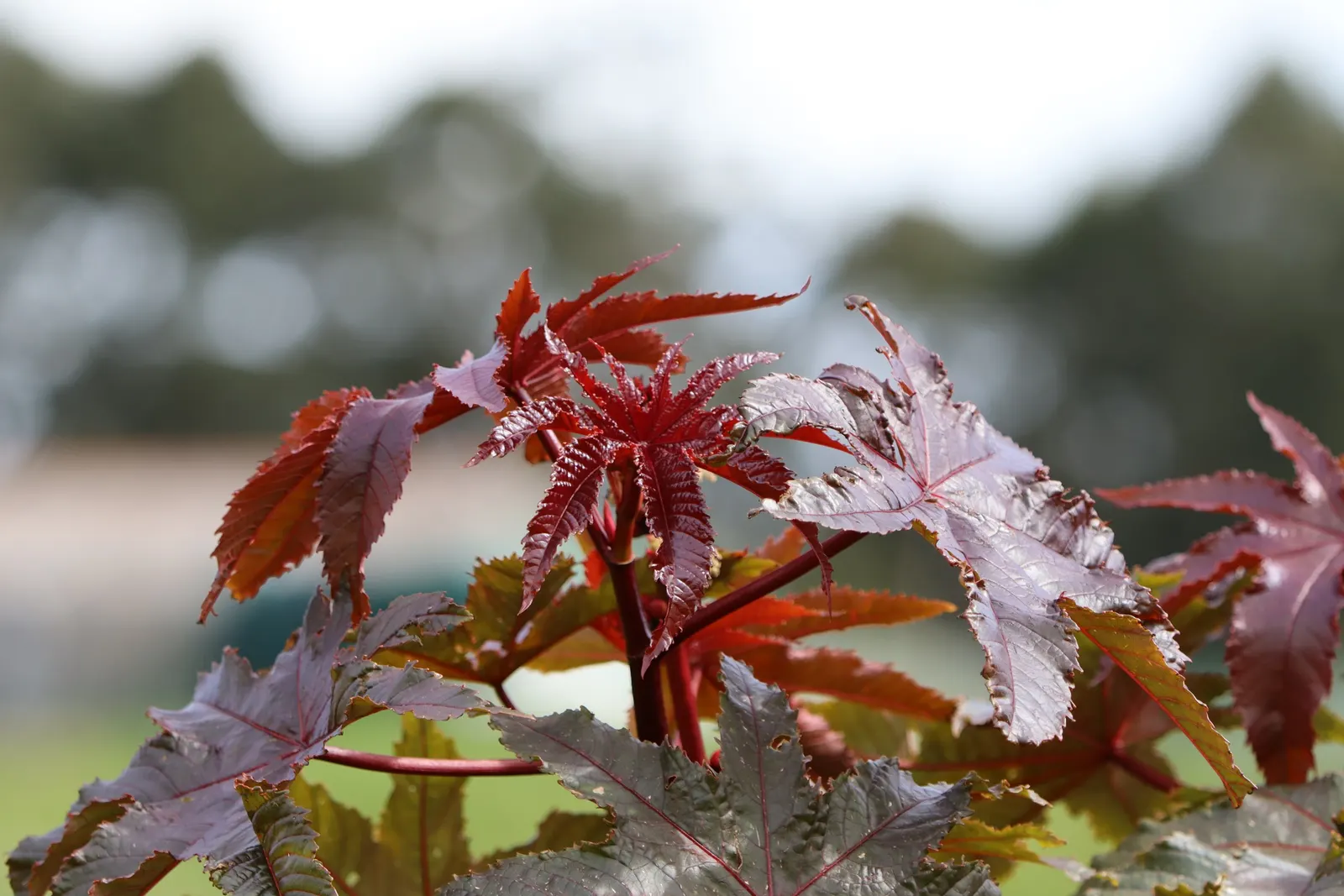 Castor Bean, Palma Christi (Ricinus Communis) — fast-growing tropical perennial reaching up to 10 feet in height; ricinus communis comes in a, image 50